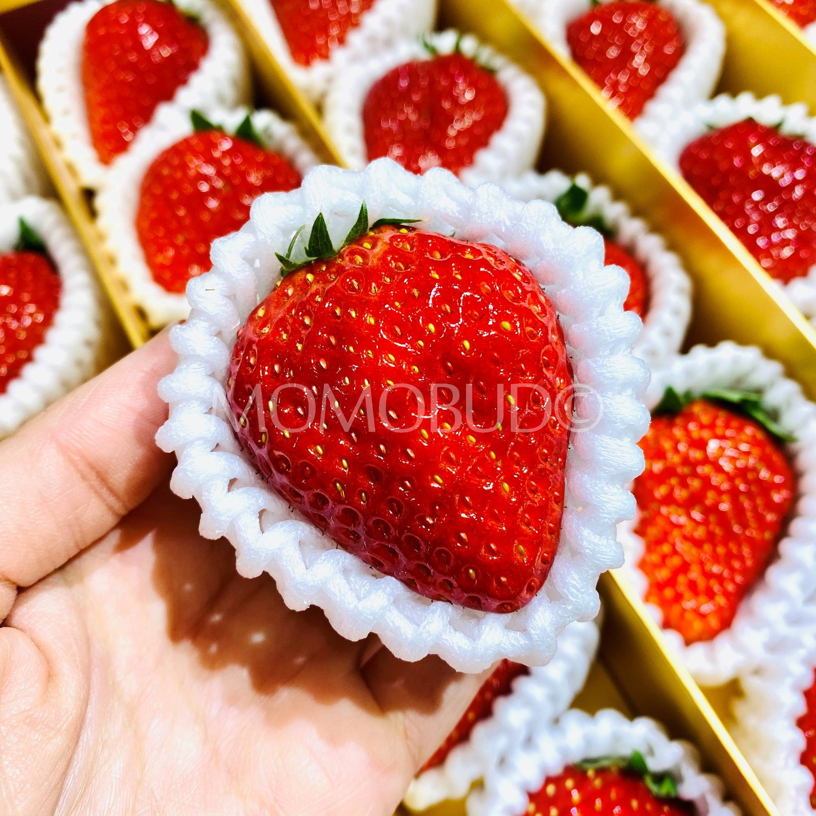 Japanese Premium Manakokoro Ichigo (Strawberry) Gift Box (1kg) - Image 2