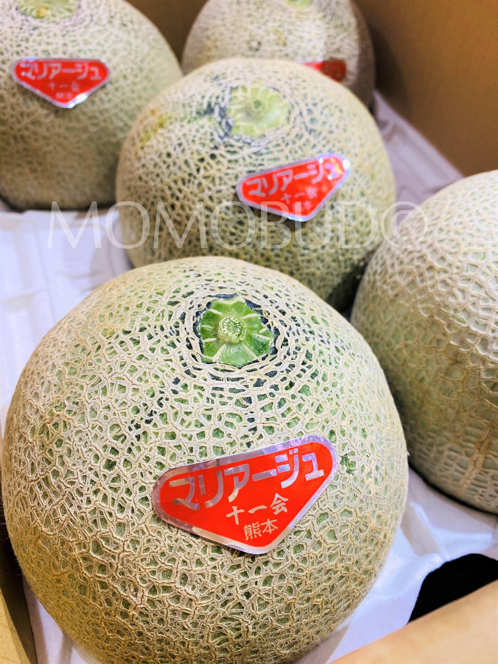 Japanese Mariage Red Melon (Small) - Image 2
