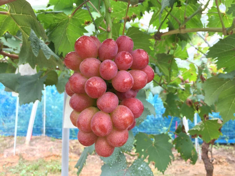 Japanese Muscat Biore Seedless Grapes Gift Box - Image 4