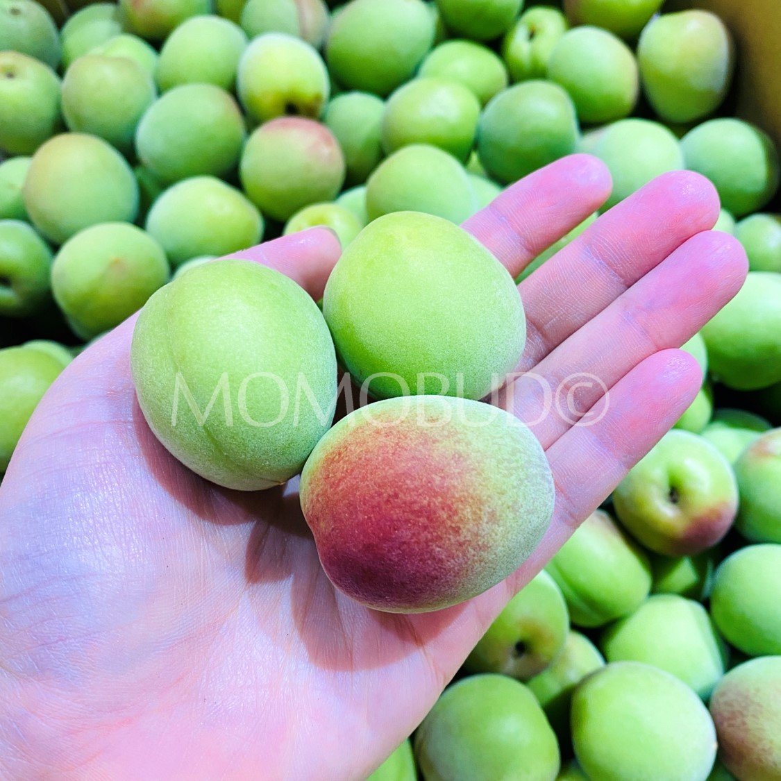 Japanese Nankou Ume (Plum) - Image 2