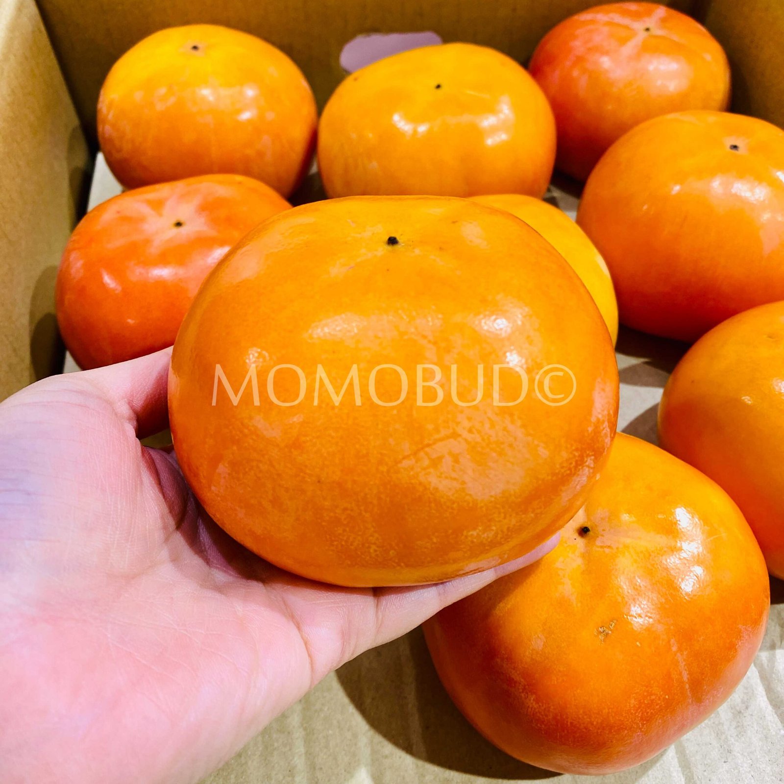 Japanese Fuyu Persimmon (Medium) - Image 4