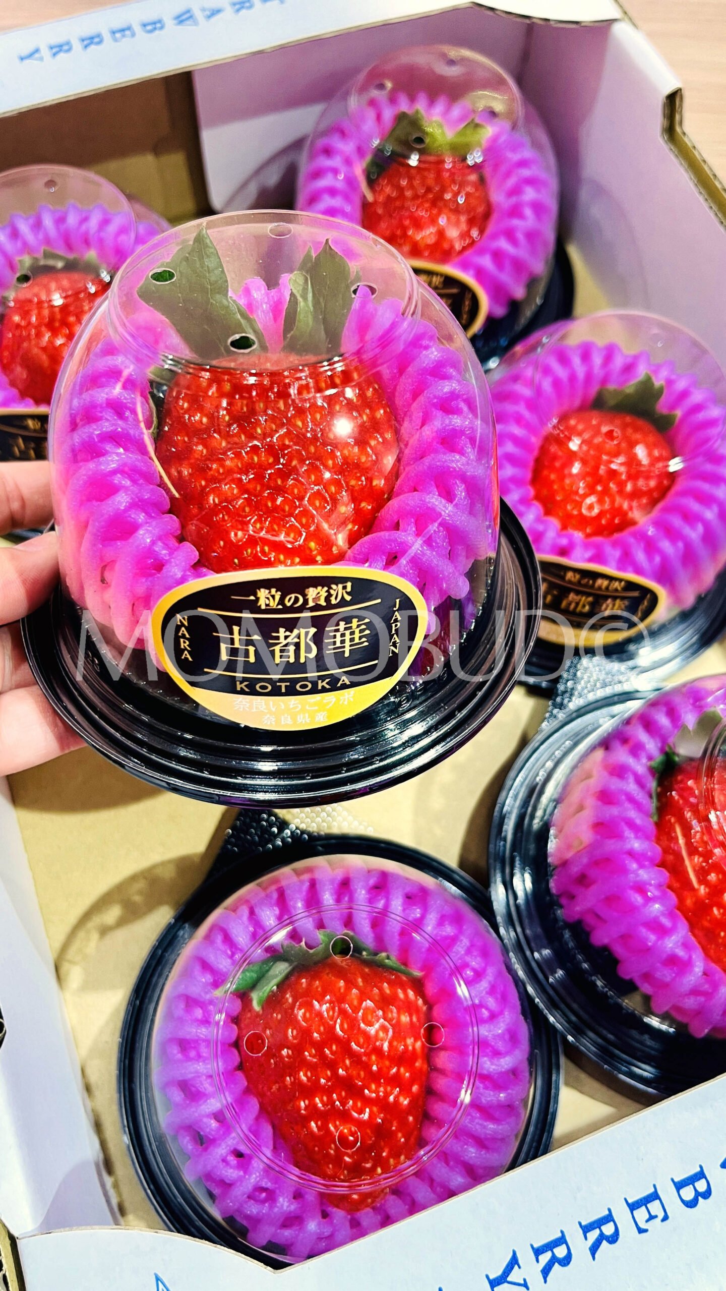 Japanese Nara Strawberry Lab Kotoka Ichigo (Strawberry) (40g cup) - Image 3