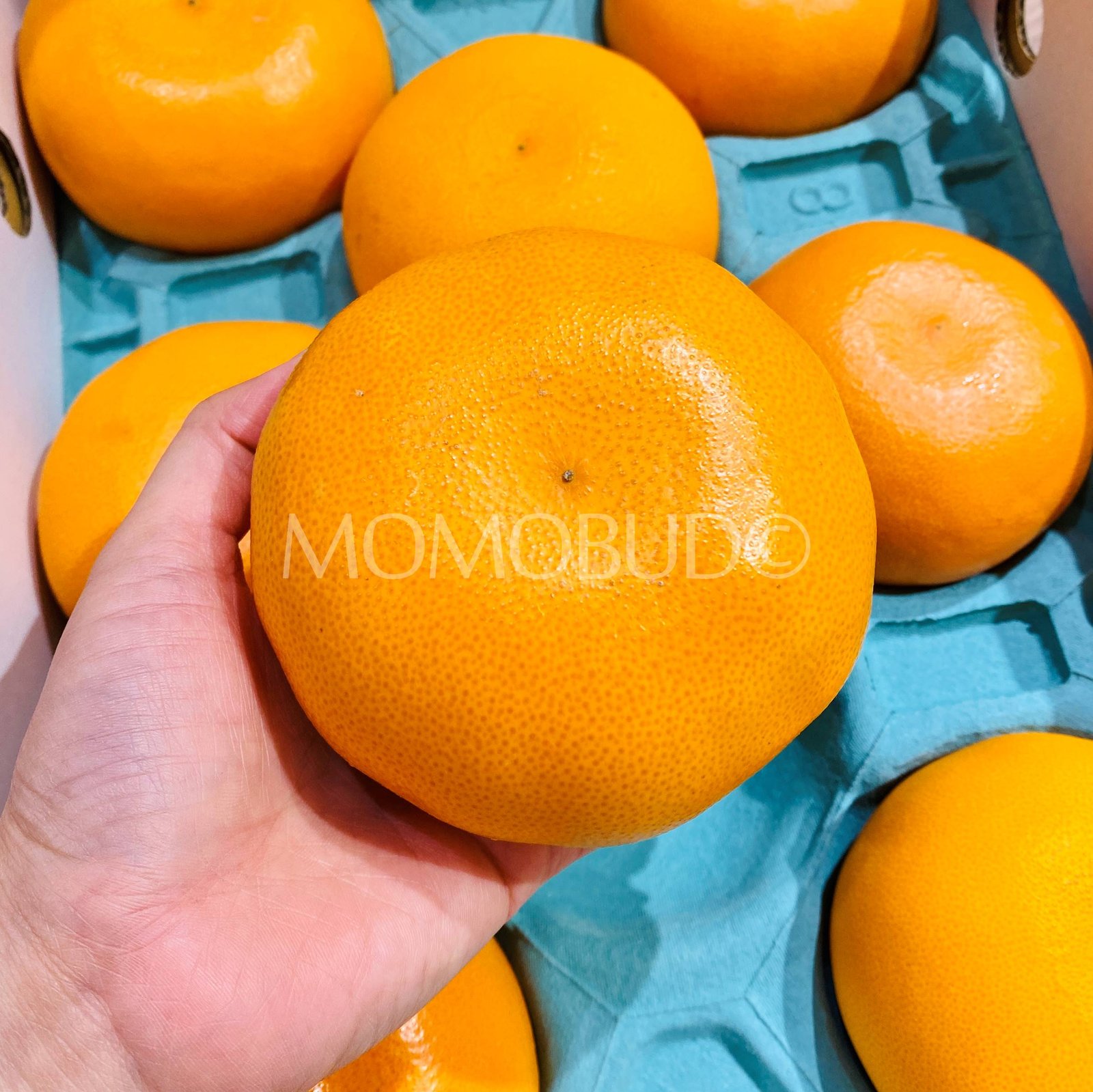 Japanese Oita Setoka Mikan (Mandarin Orange, Large) - Image 3
