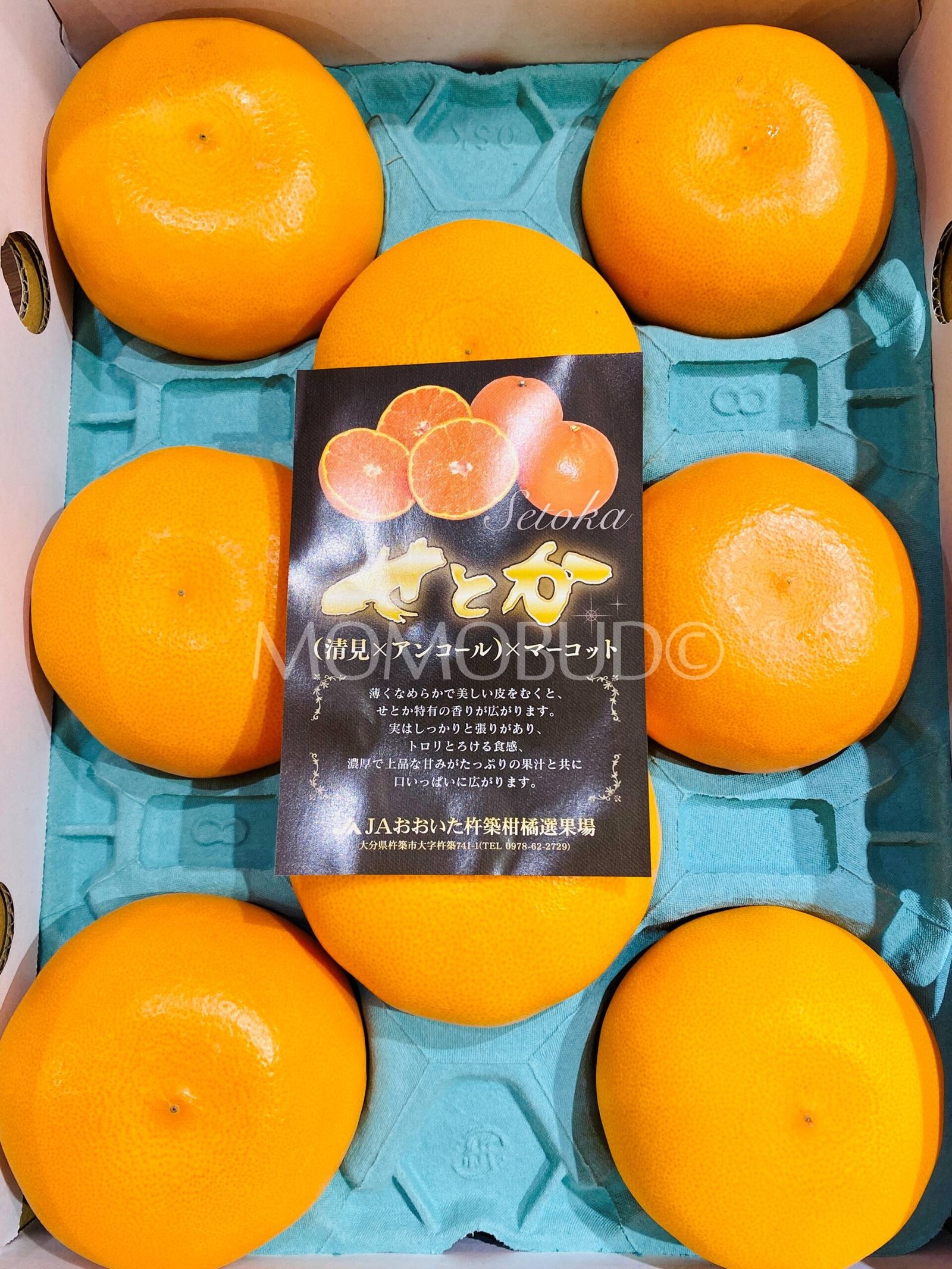 Japanese Oita Setoka Mikan (Mandarin Orange, Large) - Image 2
