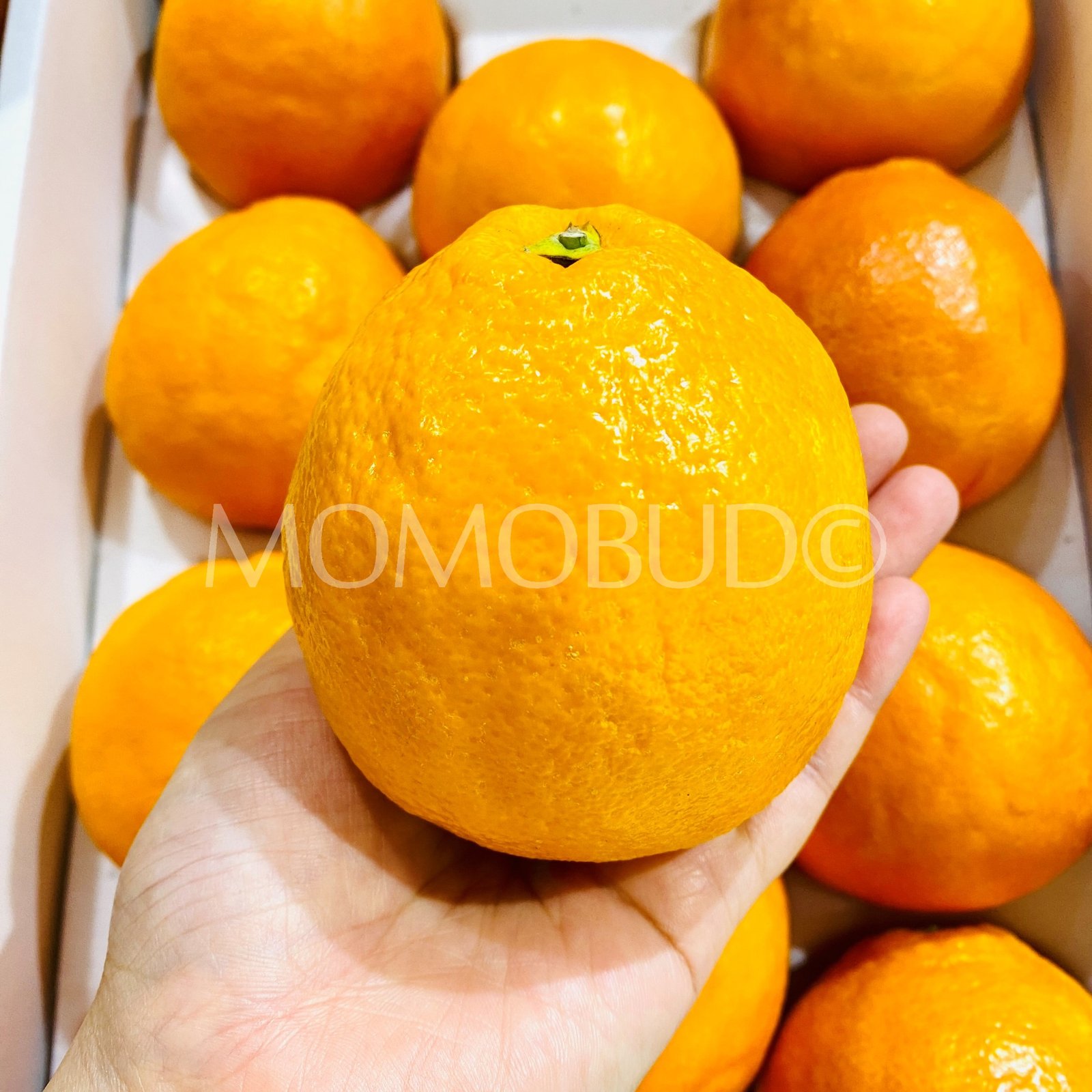 Japanese Oita Tarokko Blood Orange (Small-Plus) - Image 4