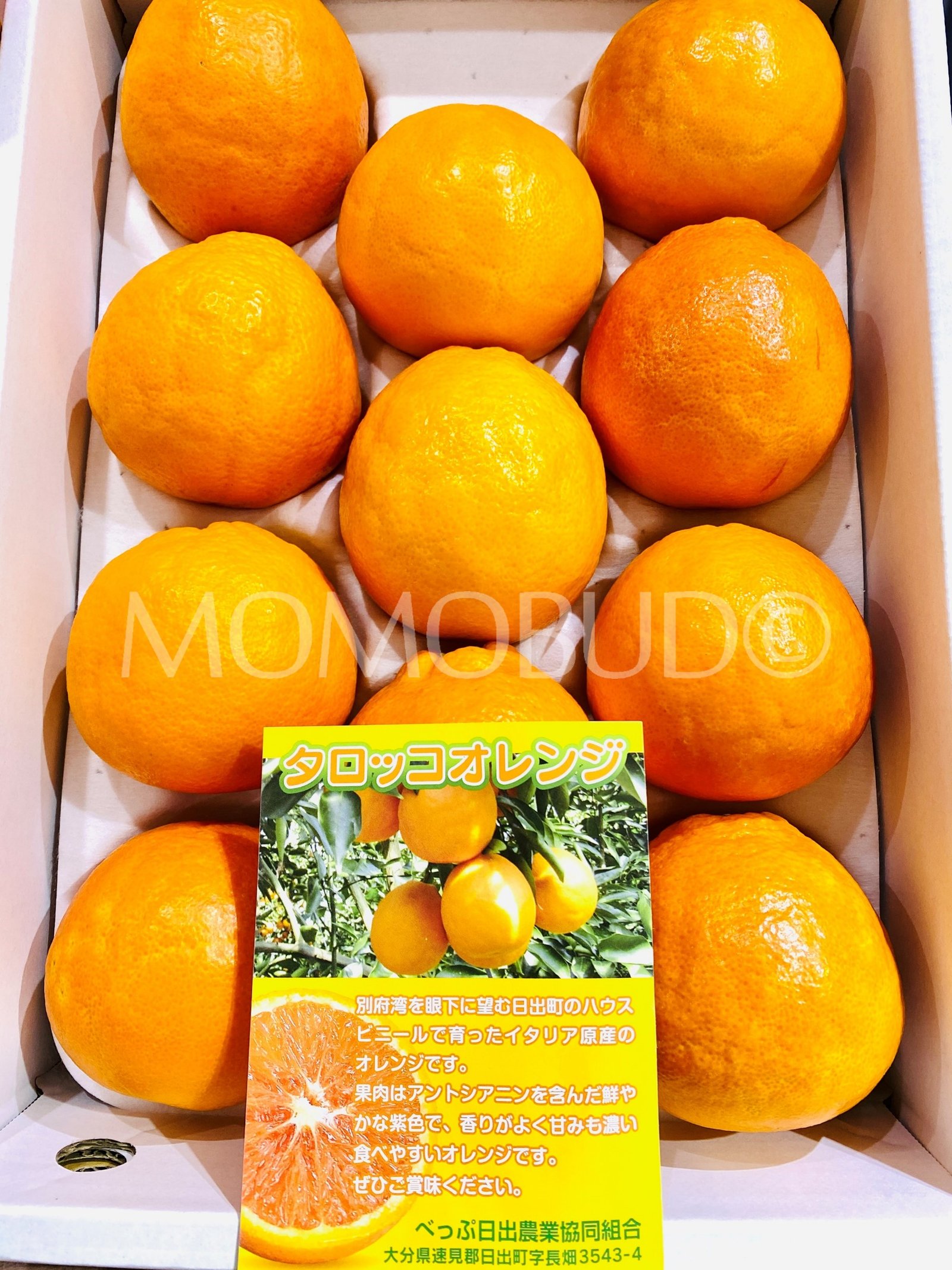 Japanese Oita Tarokko Blood Orange (Small-Plus) - Image 3