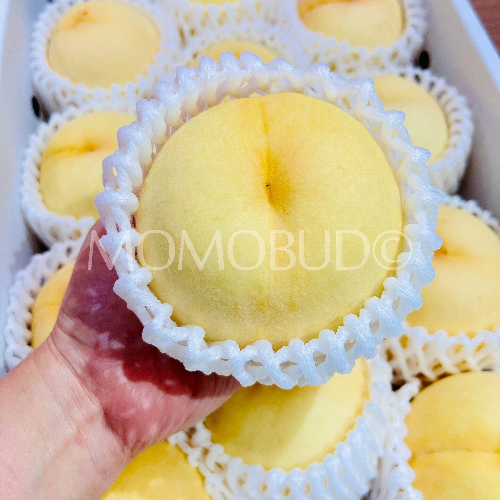 Japanese Okayama Megumihaku White Peach (Large) - Image 4