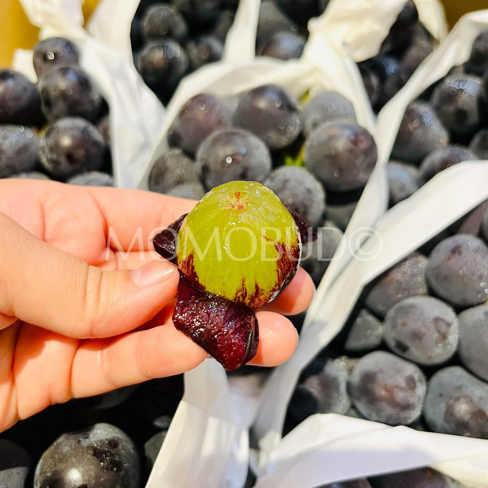 Japanese New Pione Seedless Grapes (700-800g approx) - Image 4