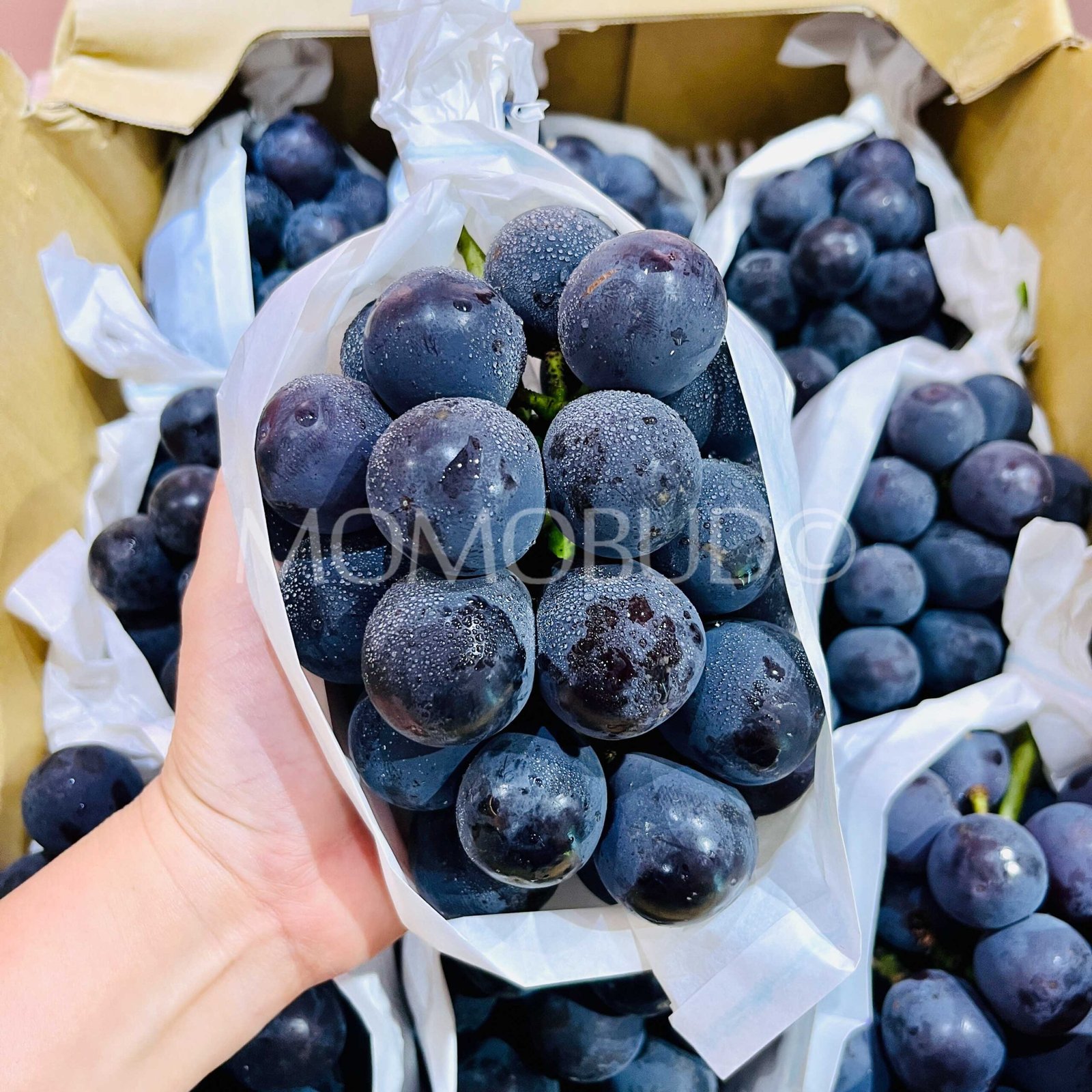 Japanese New Pione Seedless Grapes (700-800g approx) - Image 3