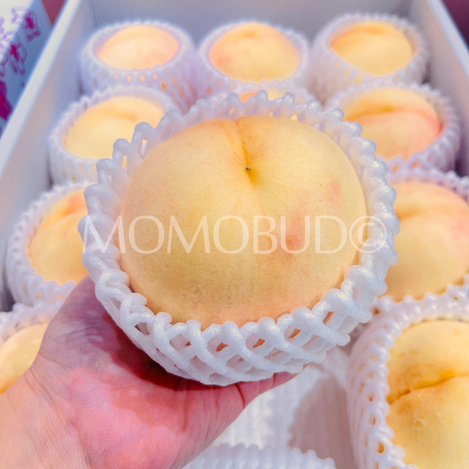 Japanese Okayama Sachiakane White Peach (Large) - Image 4