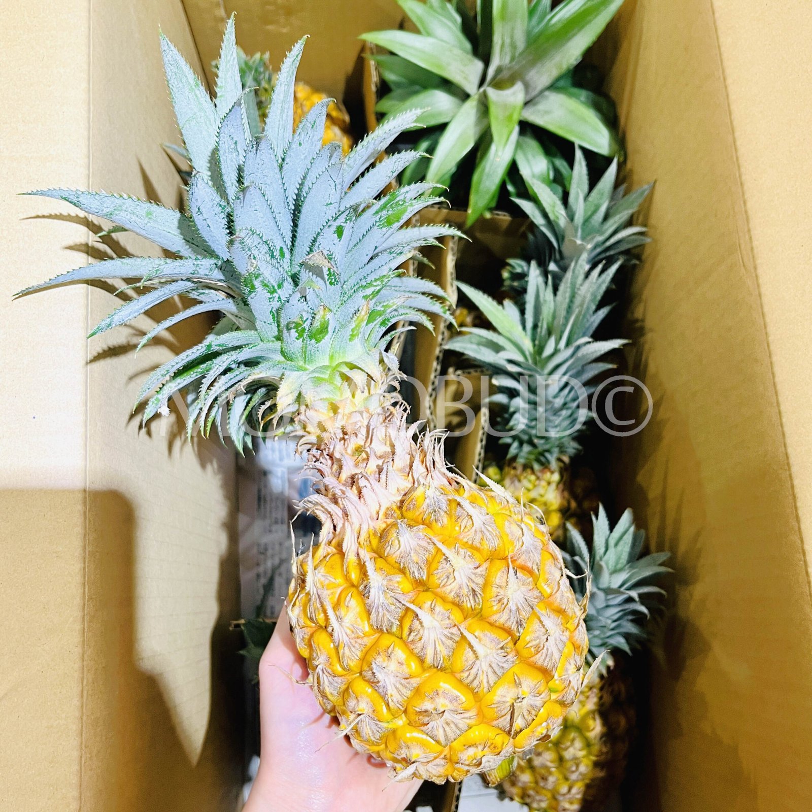 *Final Markdown* Japanese Okinawa Snack Pineapple - Image 2