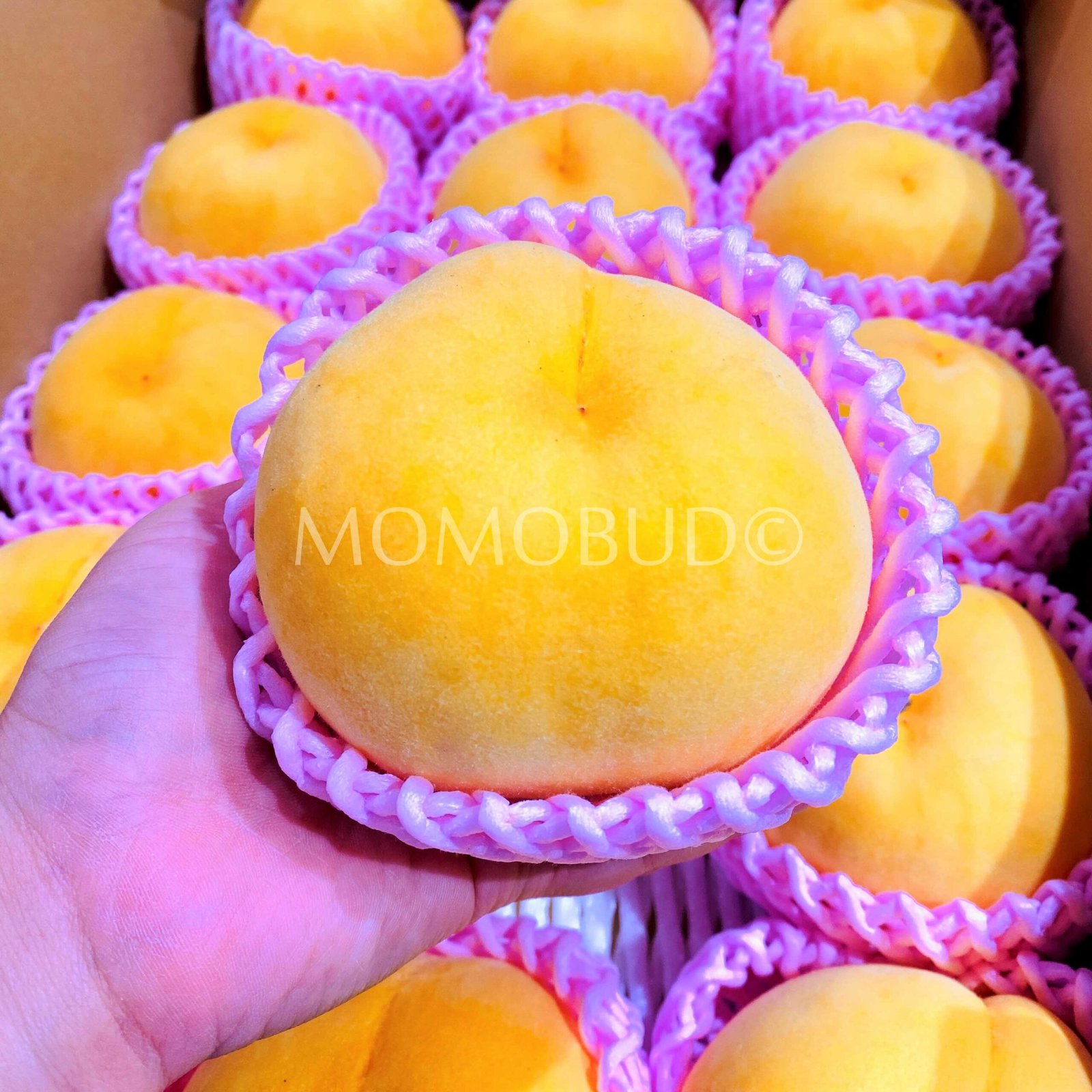 Japanese OugonBijin Golden Peach (Large) - Image 2