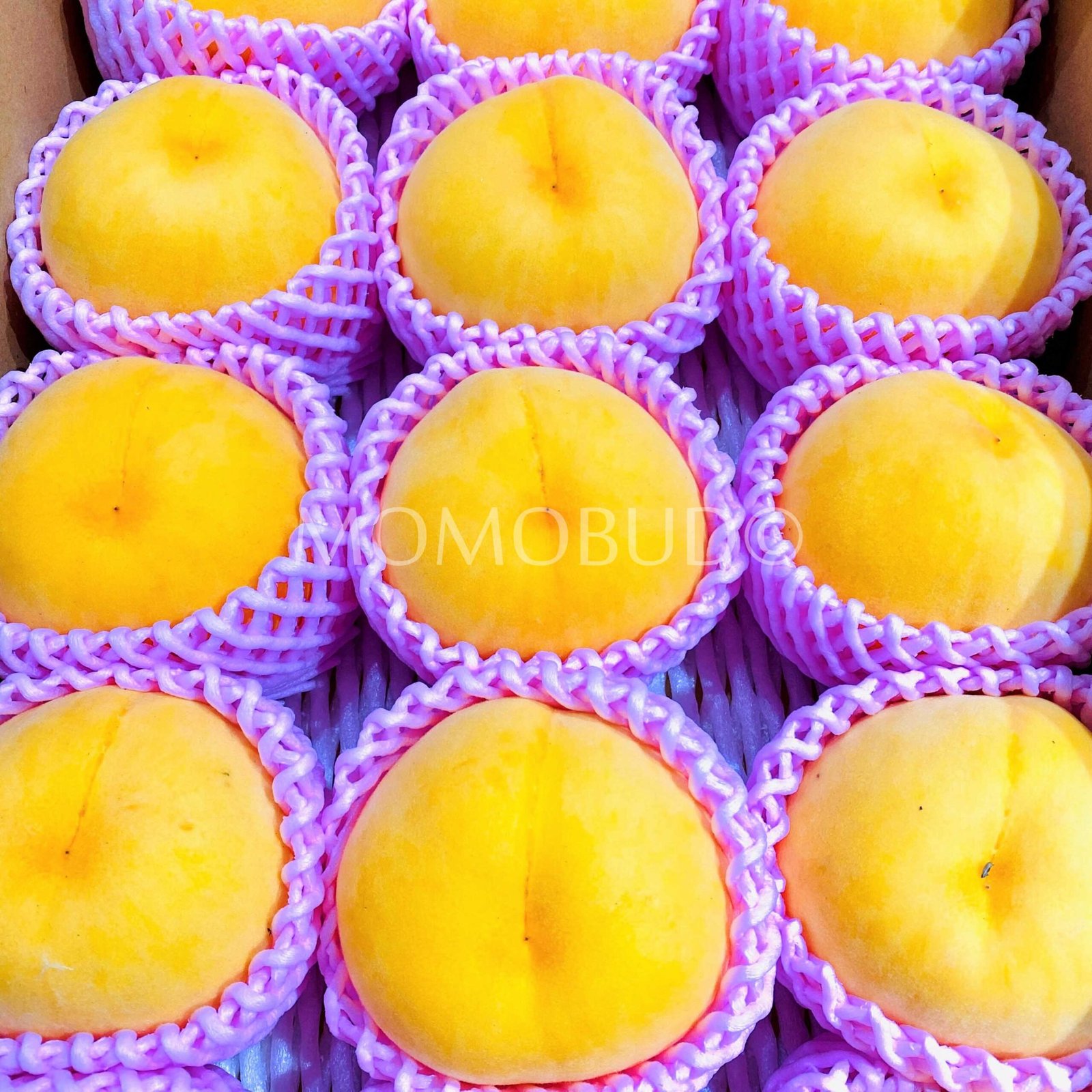 Japanese OugonBijin Golden Peach (Large) - Image 3