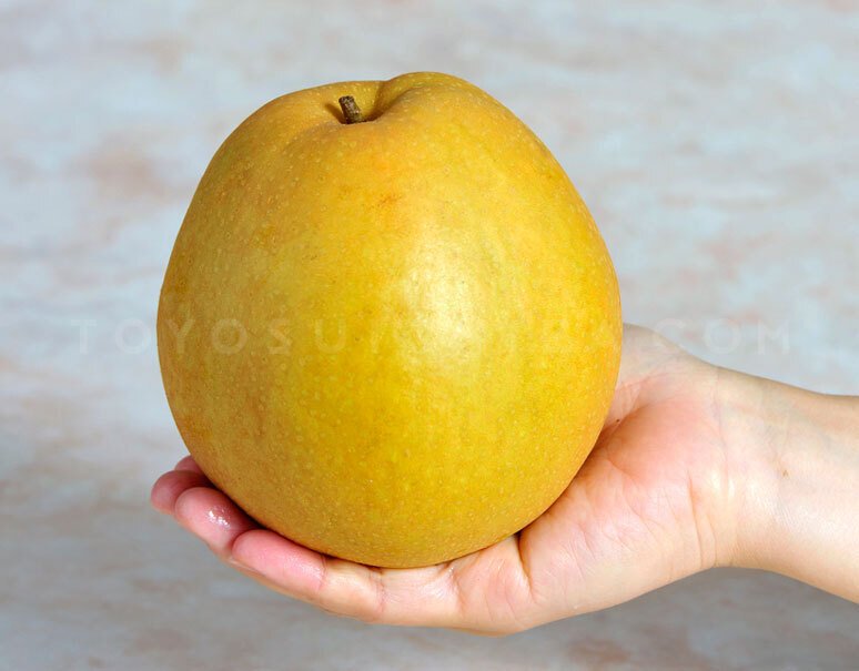 Japanese Oushuu Pear (Large) - Image 6