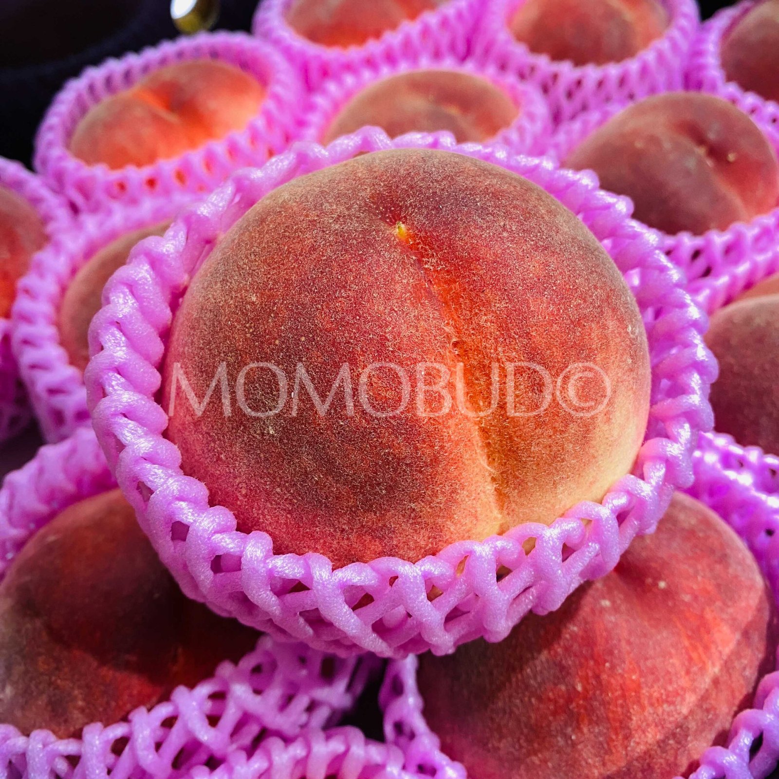 Japanese Premium Ichinomiya Hikawa Hakuhou White Peach (Medium-Plus) - Image 3