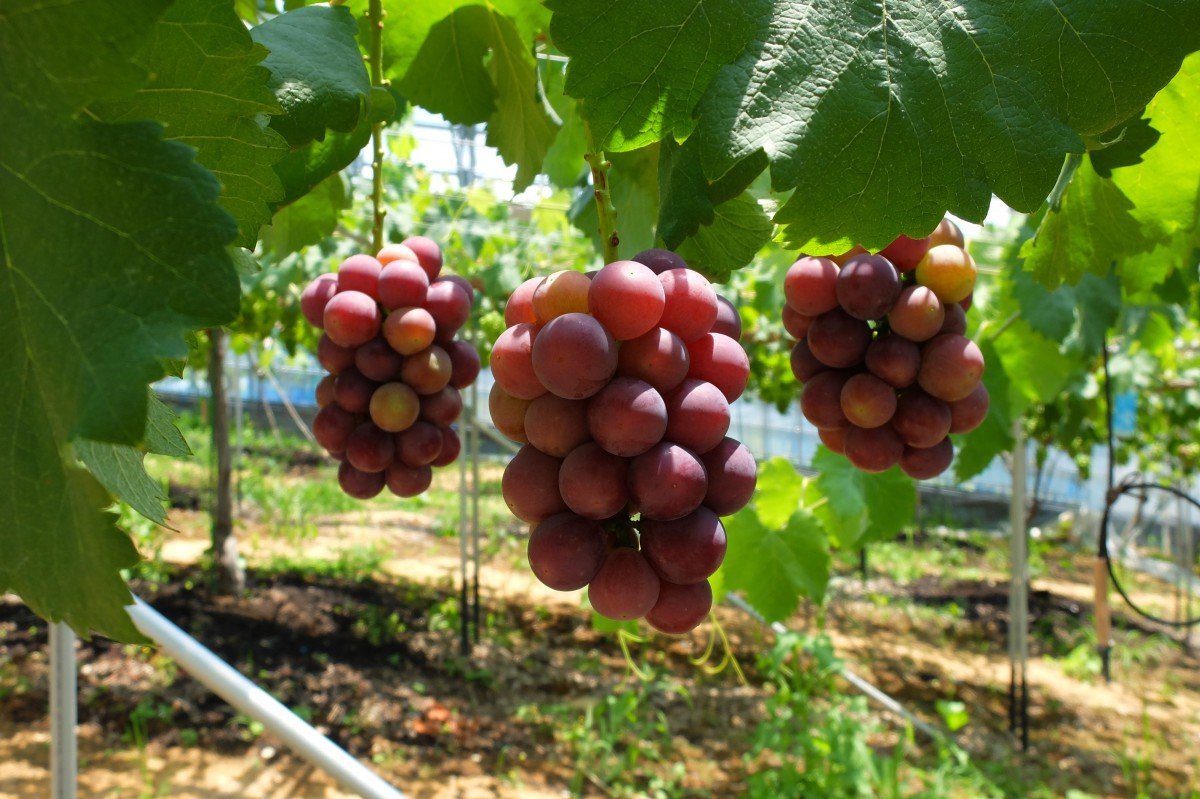 Japanese Queen Nina Seedless Grape Gift Box - Image 5