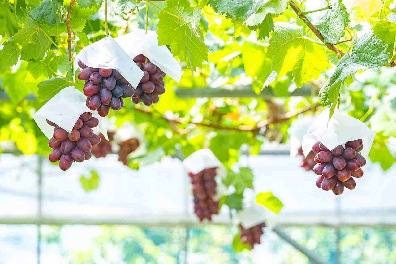 Japanese Queen Rouge® Seedless Grapes (350g punnet) - Image 5