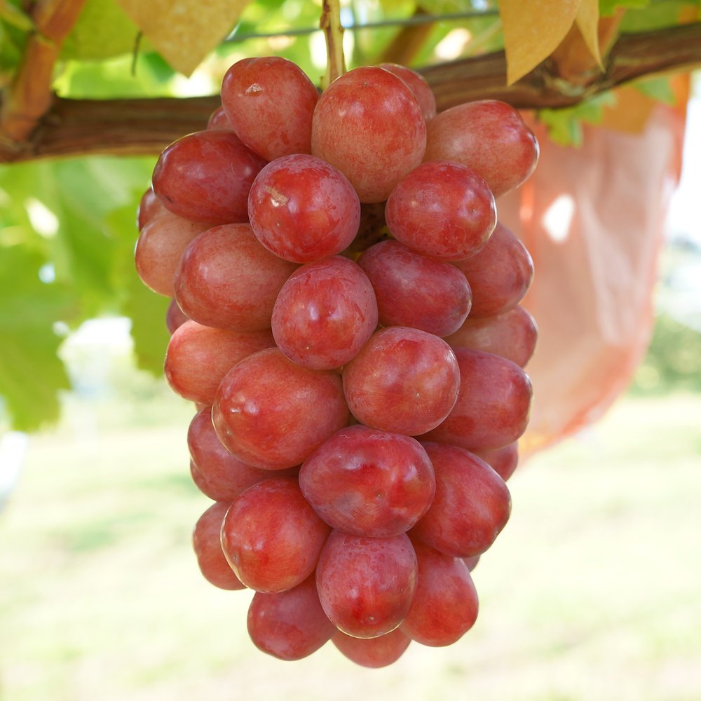 Japanese Queen Rouge® Seedless Grapes (350g punnet) - Image 4
