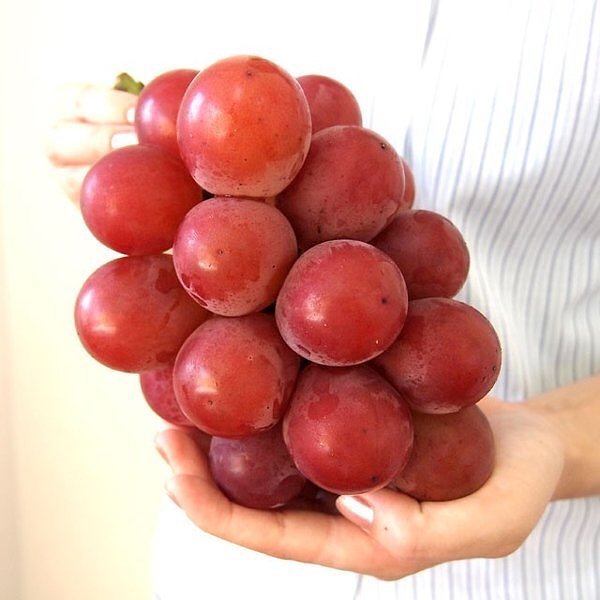 *Limited Time Offer - Season Exclusive* Japanese Ruby Roman Grapes Gift Box - Image 5