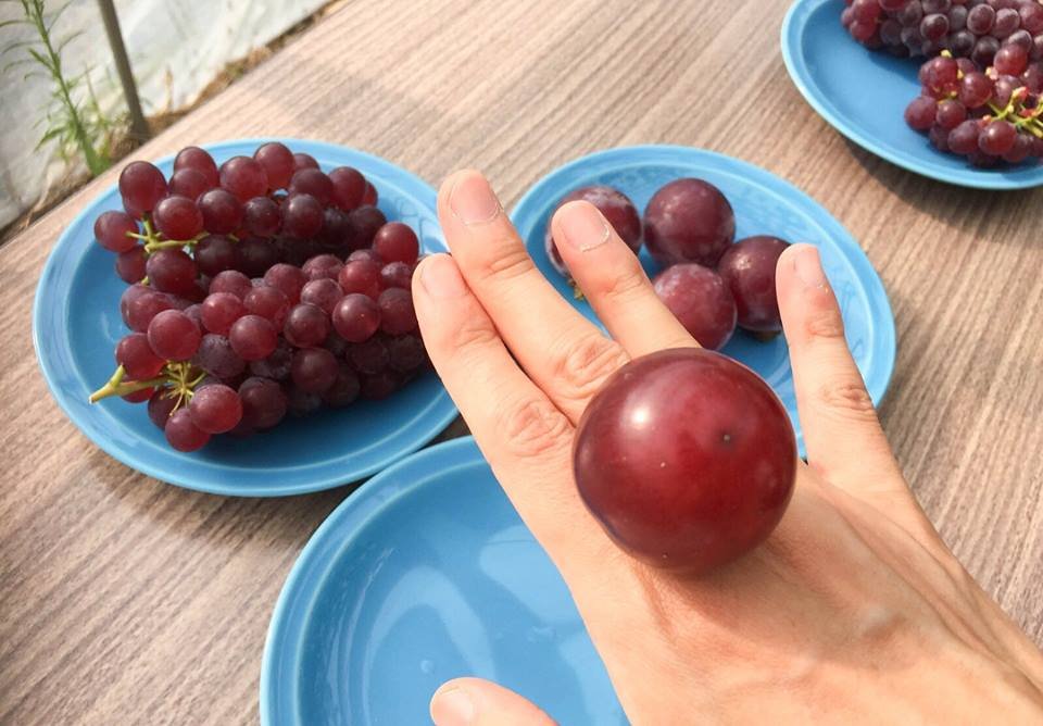 *Limited Time Offer - Season Exclusive* Japanese Ruby Roman Grapes Gift Box - Image 6