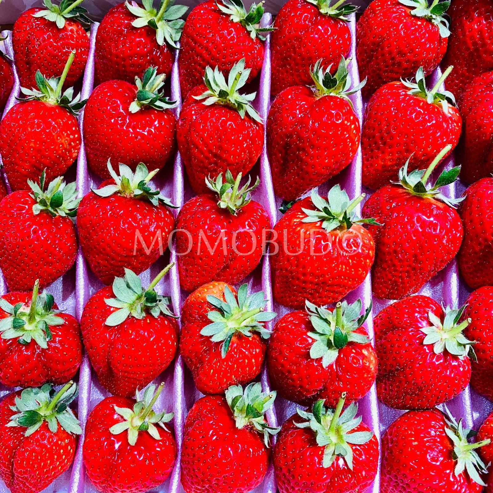 Japanese Sachinoka Ichigo with Stem (Strawberry) Gift Set (1kg) - Image 2