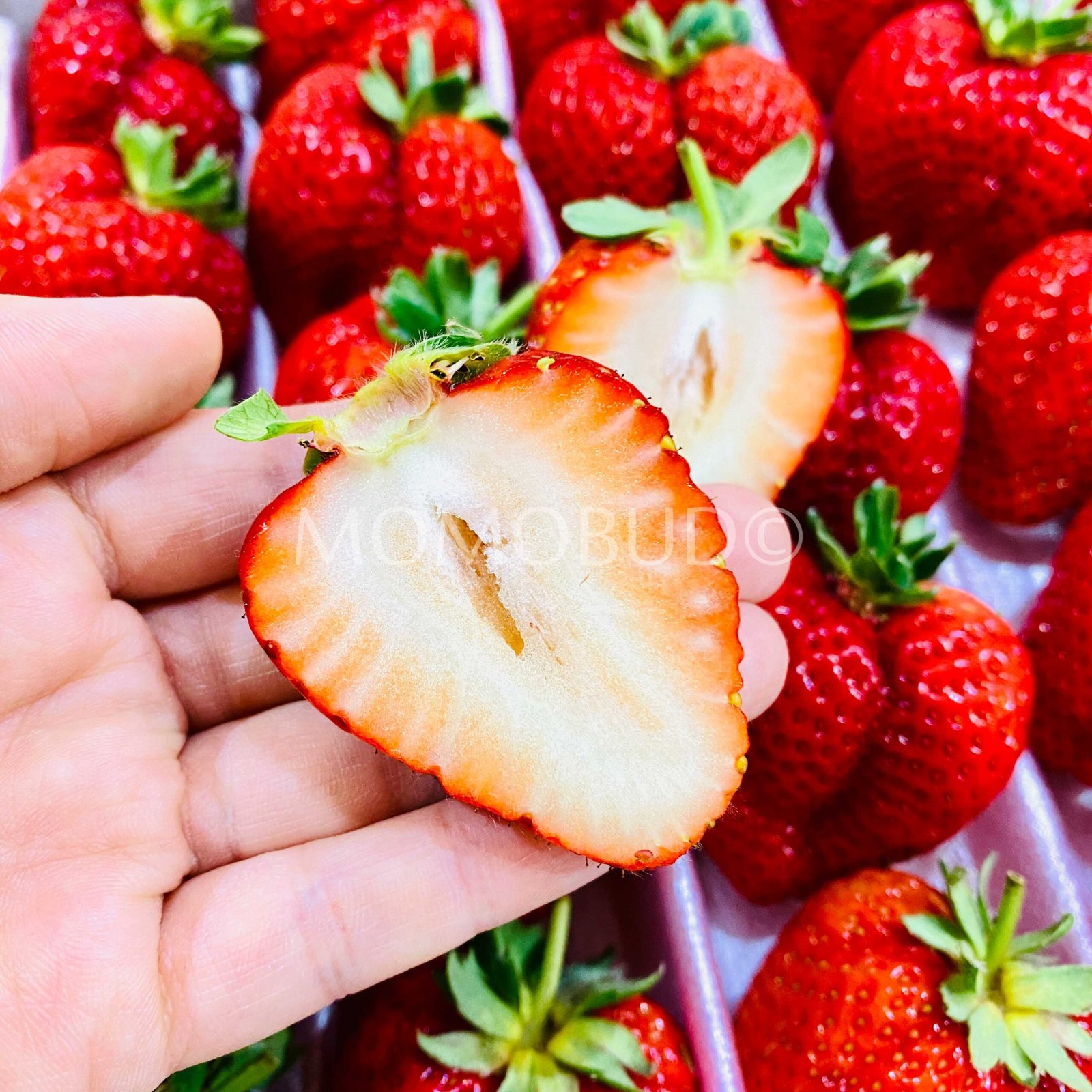 Japanese Sachinoka Ichigo with Stem (Strawberry) Gift Set (1kg) - Image 6