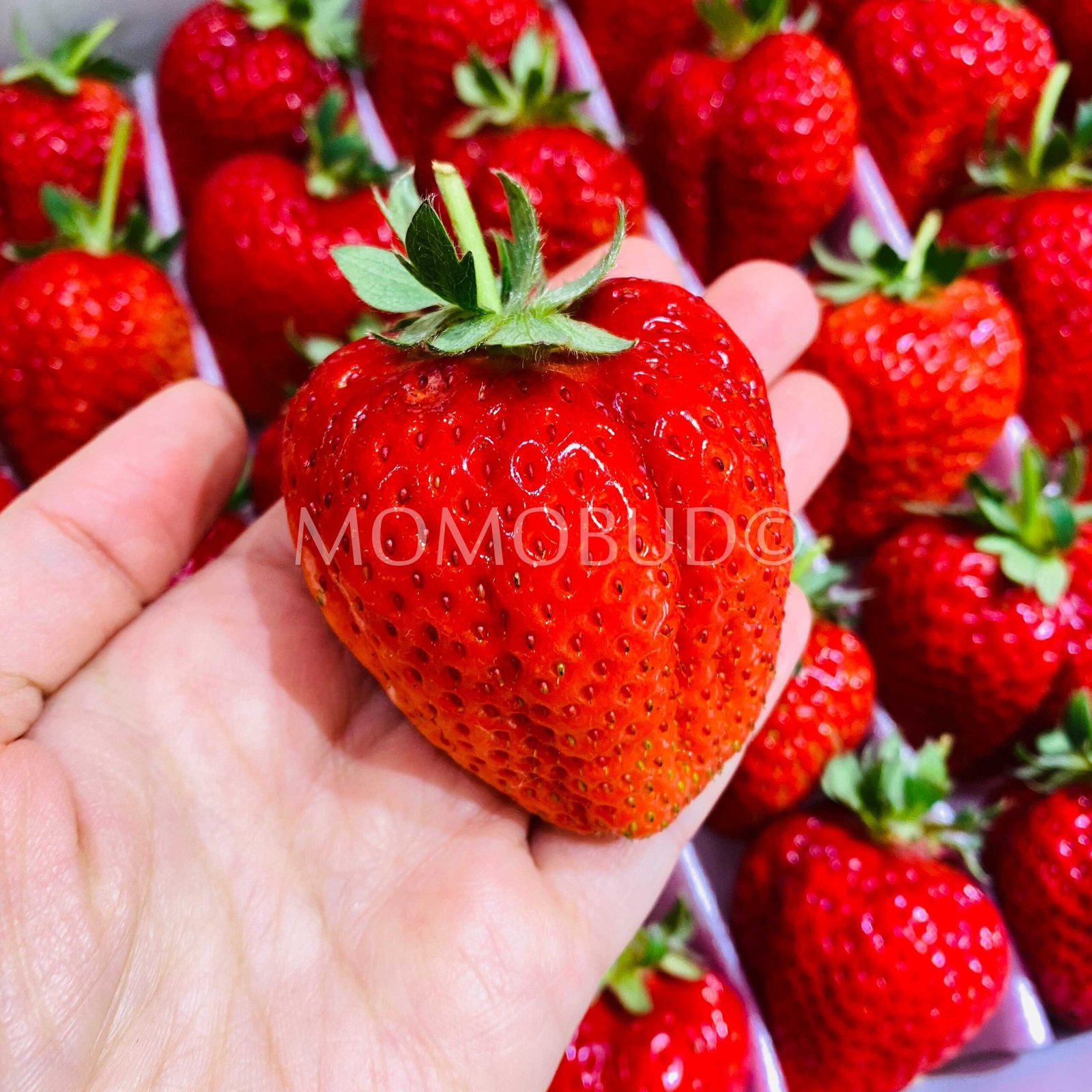 Japanese Sachinoka Ichigo with Stem (Strawberry) Gift Set (1kg) - Image 4