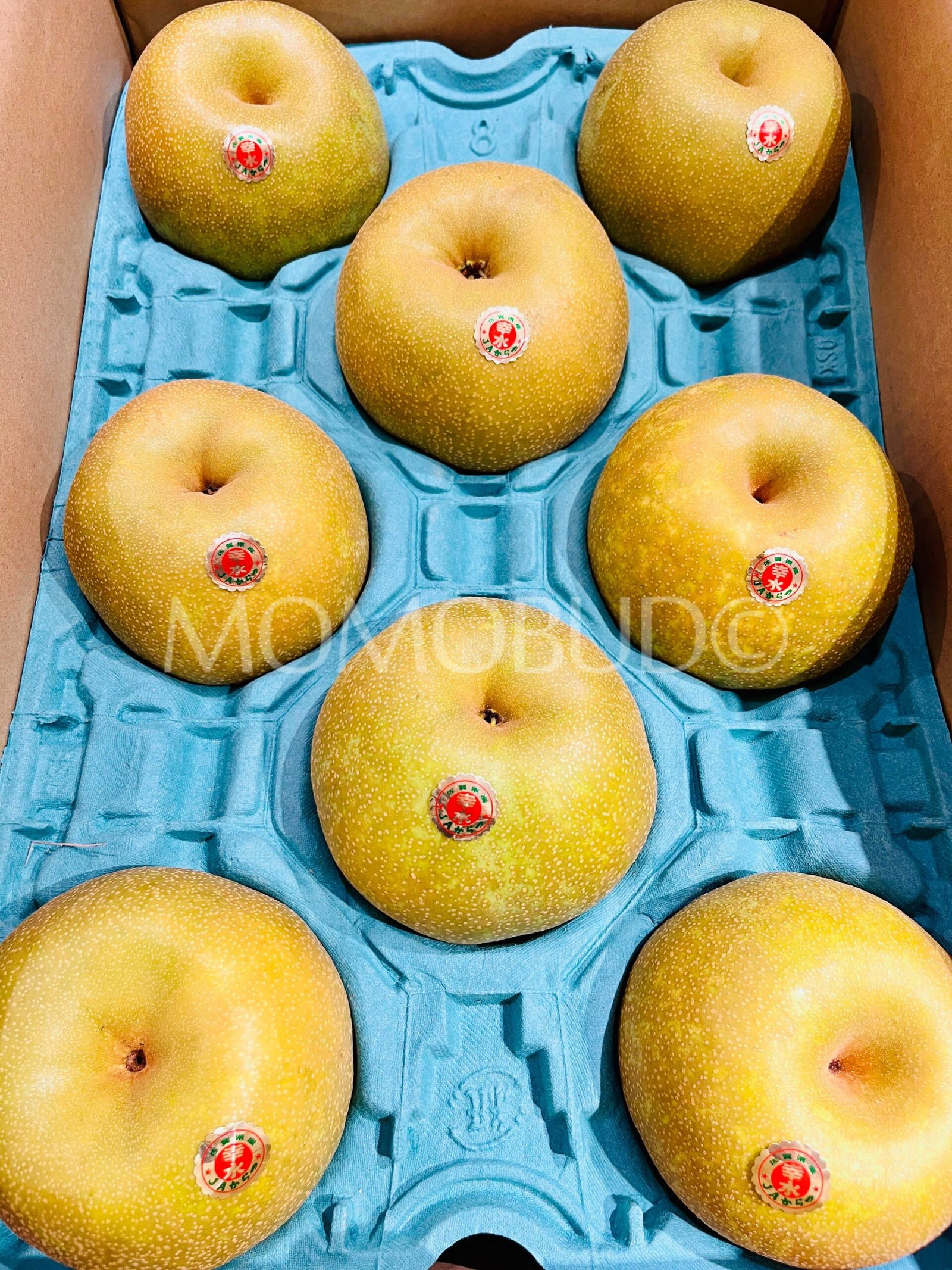 Japanese Kousui Pear (Small-Plus) - Image 4