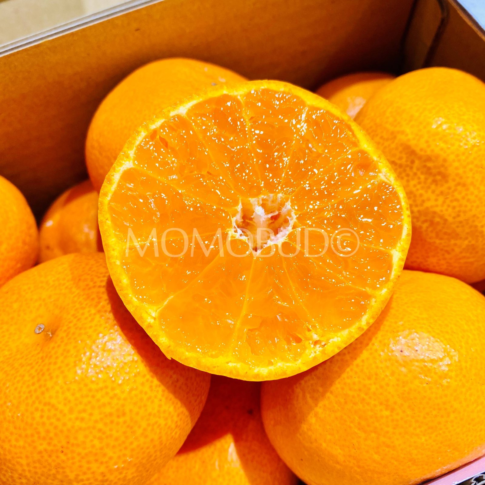 Japanese Saikai Ajikko Mikan (Mandarin Orange) Gift Box (1.2kg) - Image 2