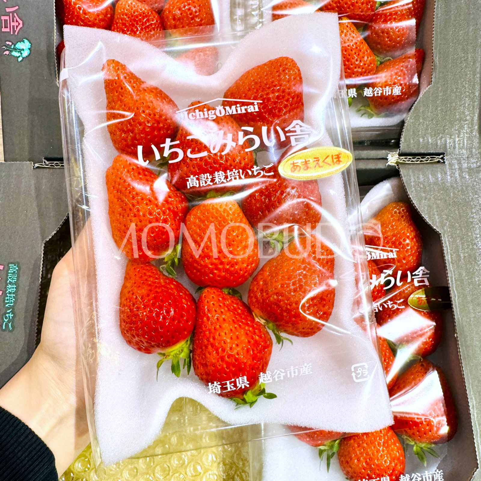 Japanese Saitama Amaekubo Ichigo (Strawberry) - Image 2