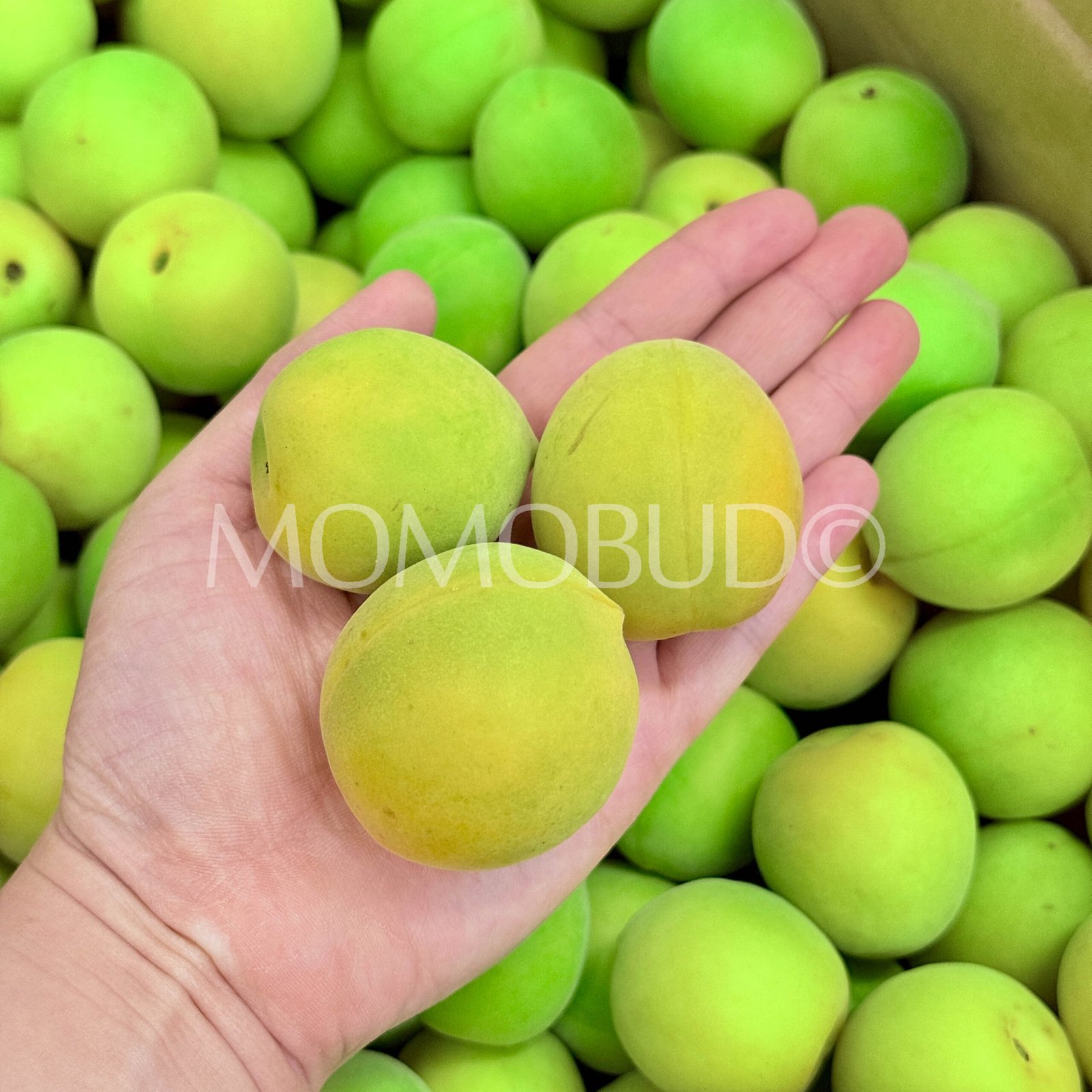 Japanese Shirakaga Ume (Plum) - Image 2