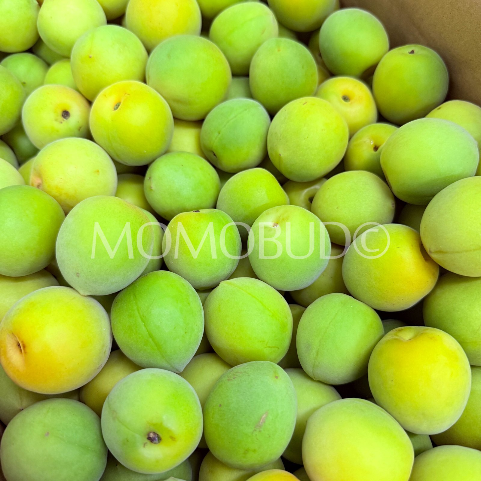Japanese Shirakaga Ume (Plum) - Image 3