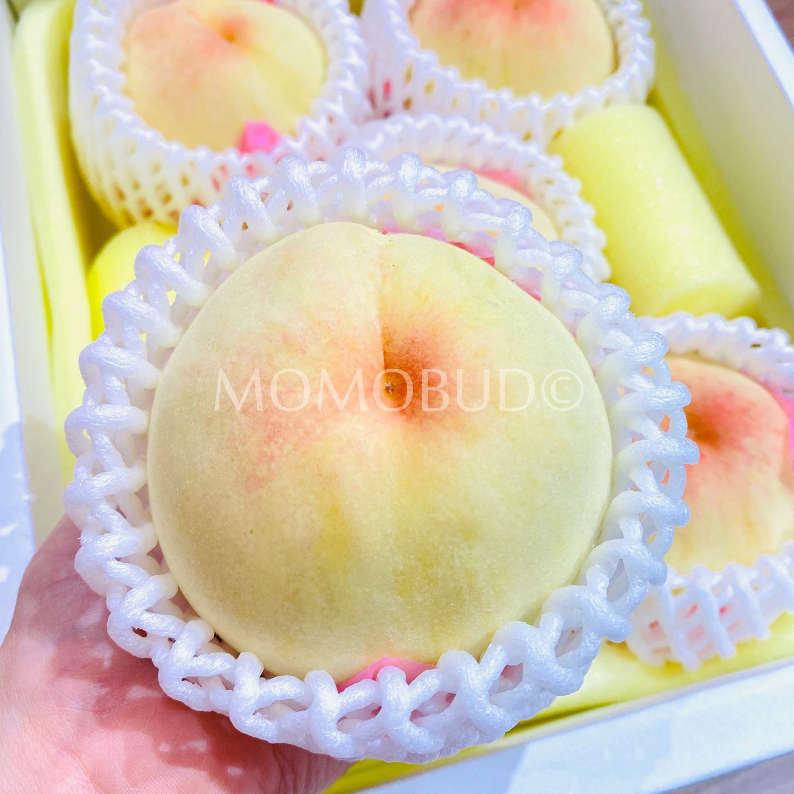 Japanese Shouo Hakuhou White Peach Gift Box (Tokushu Grade) - Image 3