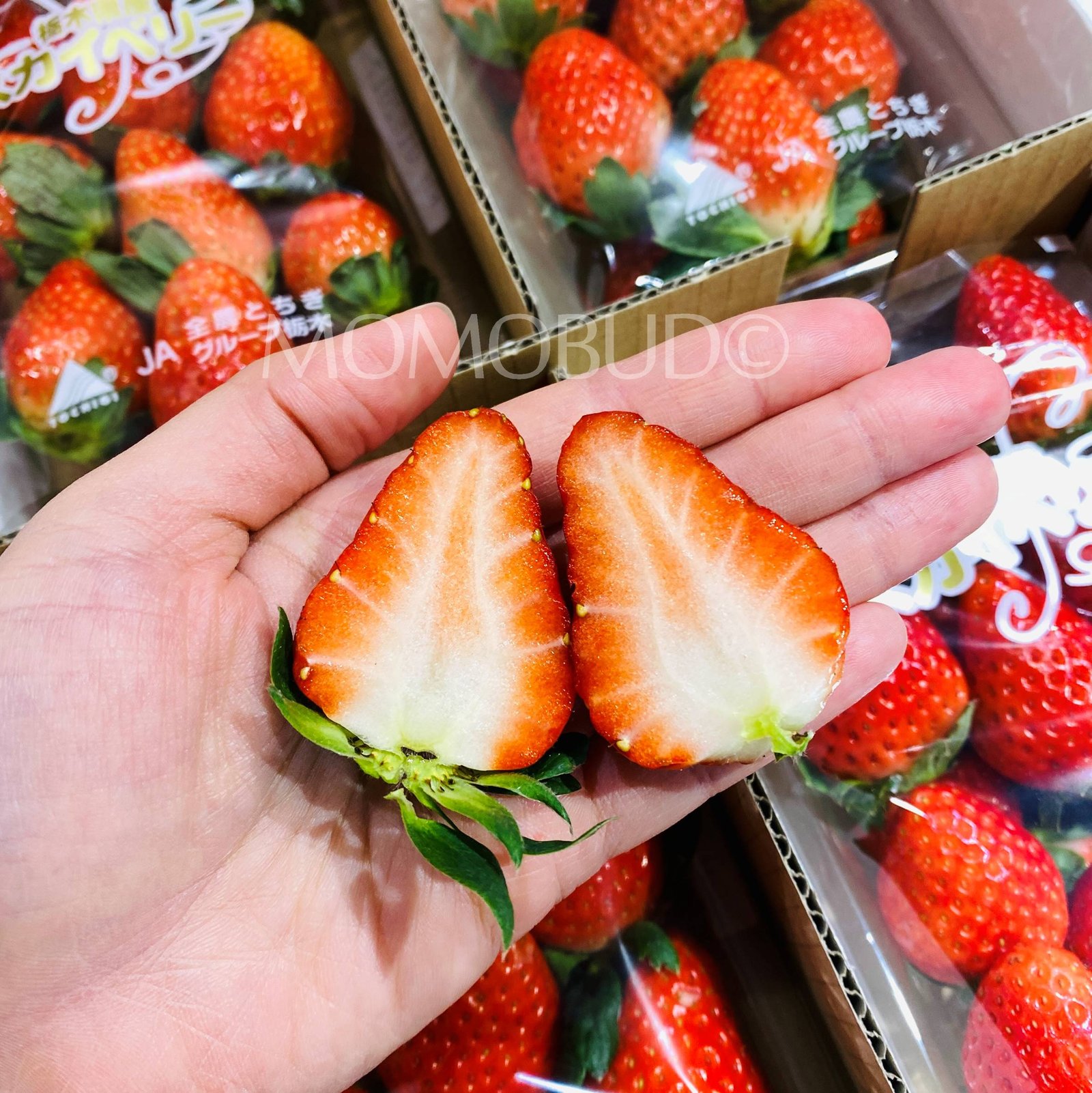 Japanese Skyberry Ichigo (Strawberry) - Image 3