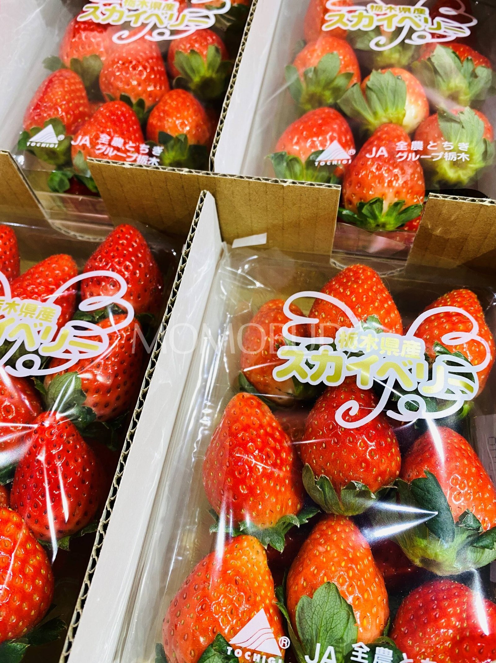 Japanese Skyberry Ichigo (Strawberry) - Image 2