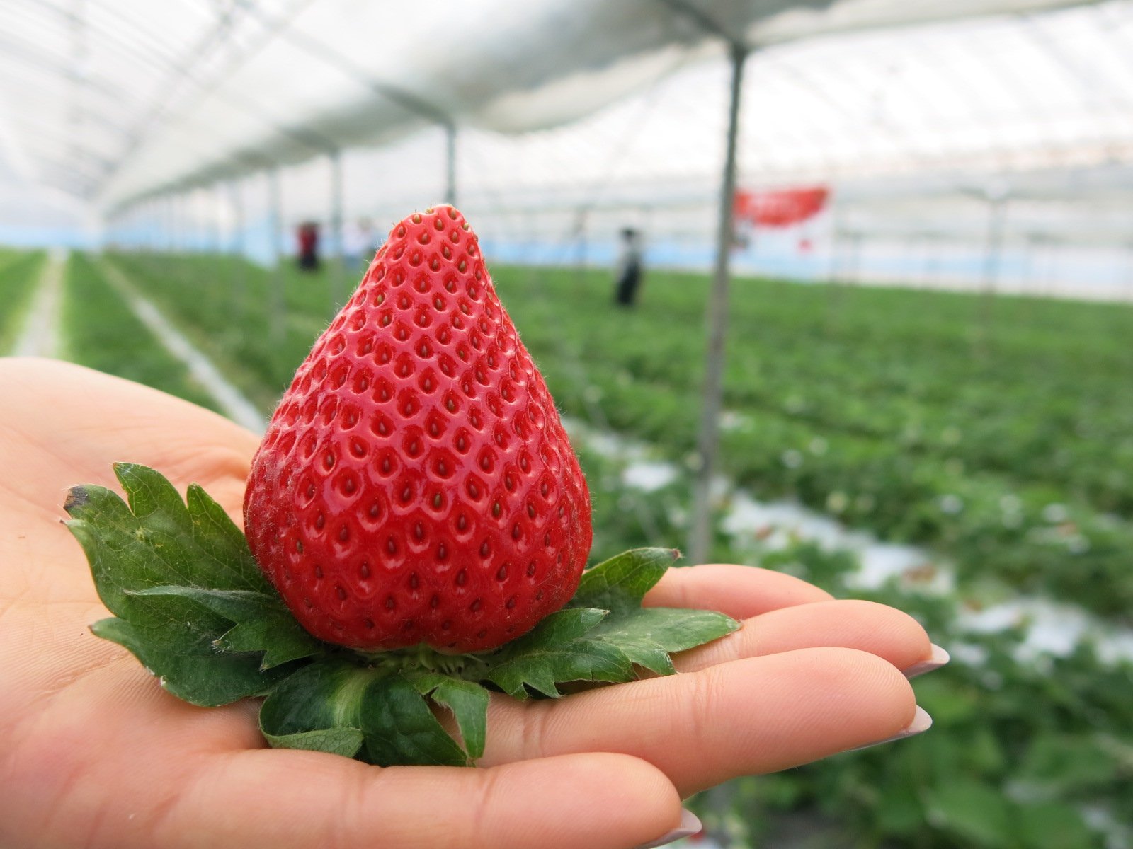 Japanese Yuubeni Ichigo (Strawberry) - Image 4