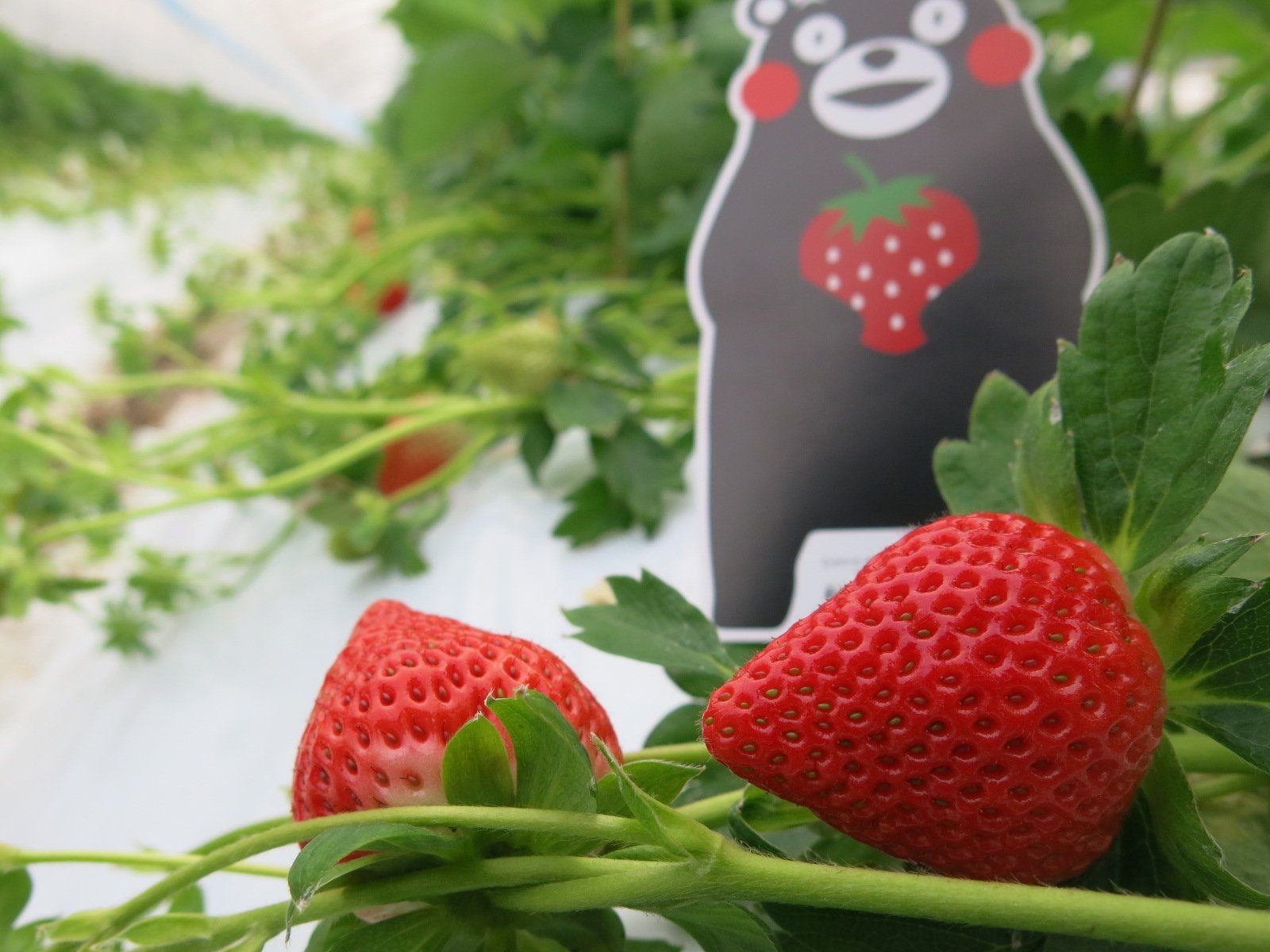 Japanese Yuubeni Ichigo (Strawberry) - Image 3