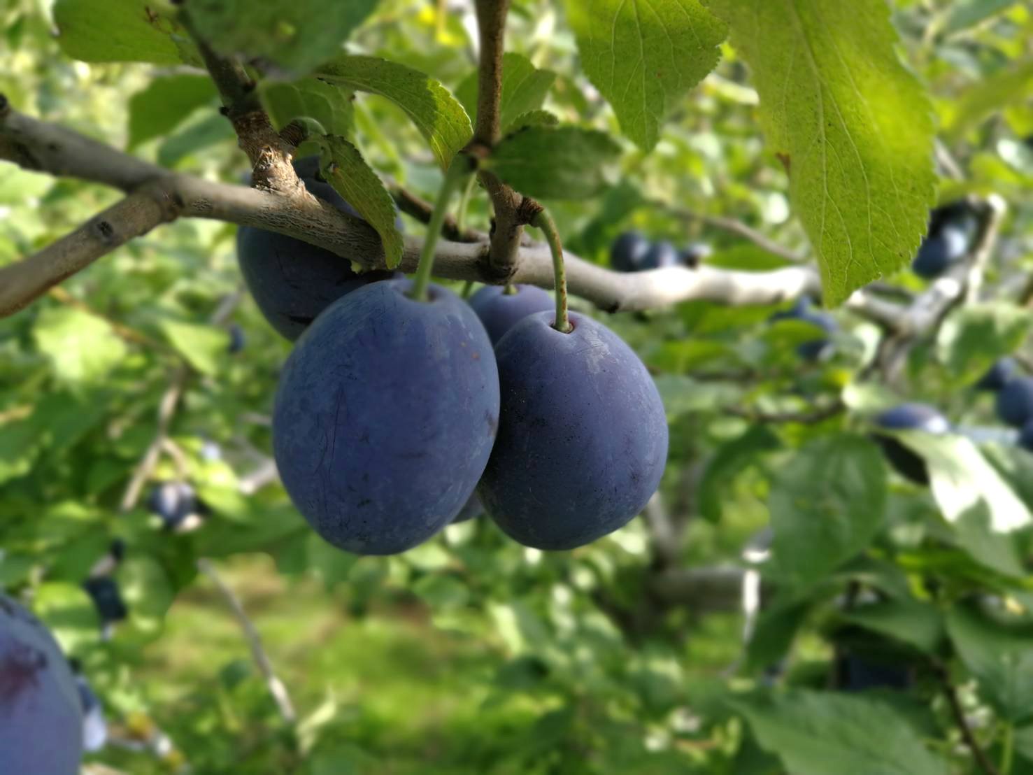 Japanese Yoichi Sun Prune (400g punnet) - Image 3