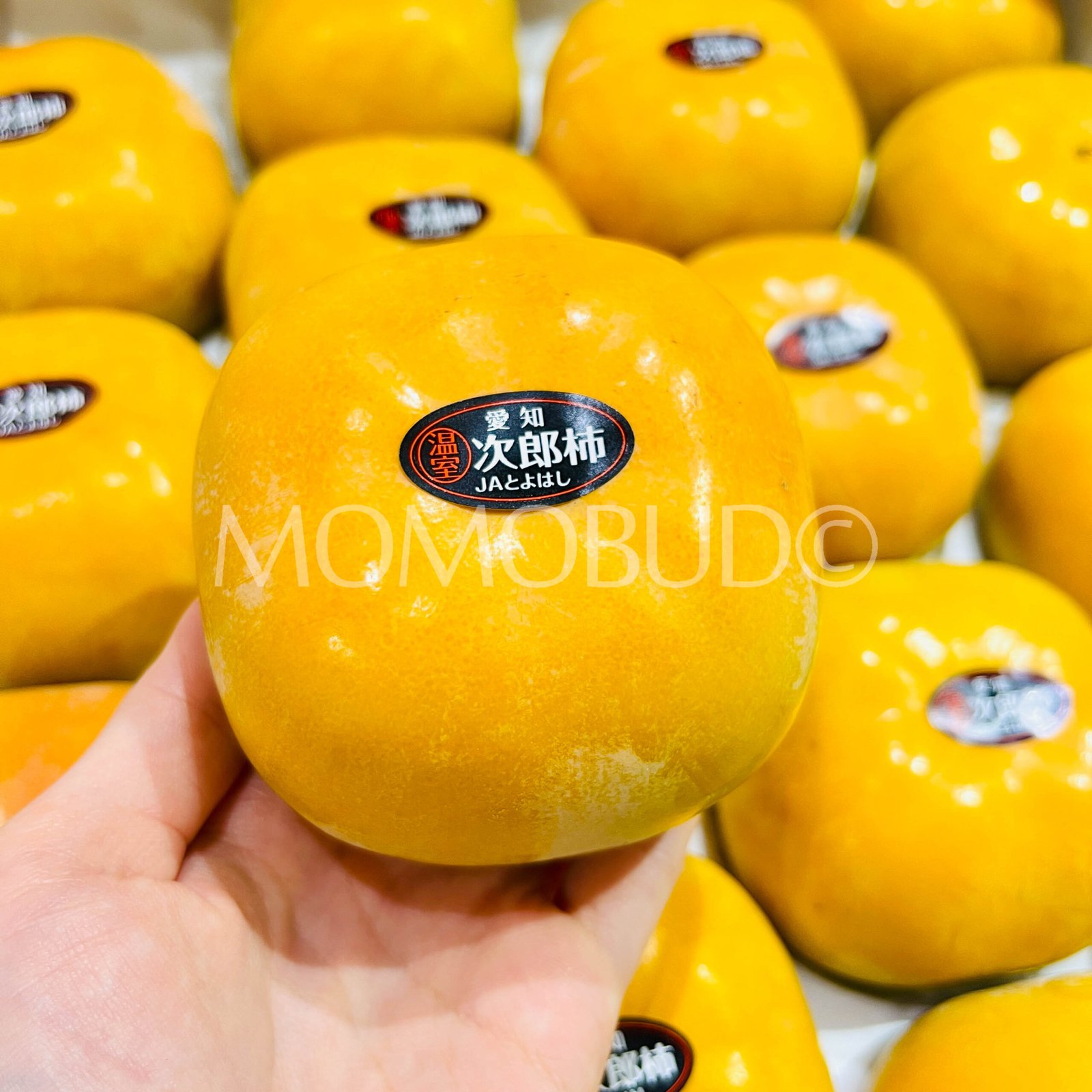 *Special Promo* Japanese Tanenashi Jiro Persimmon (Medium-Plus) - Image 3