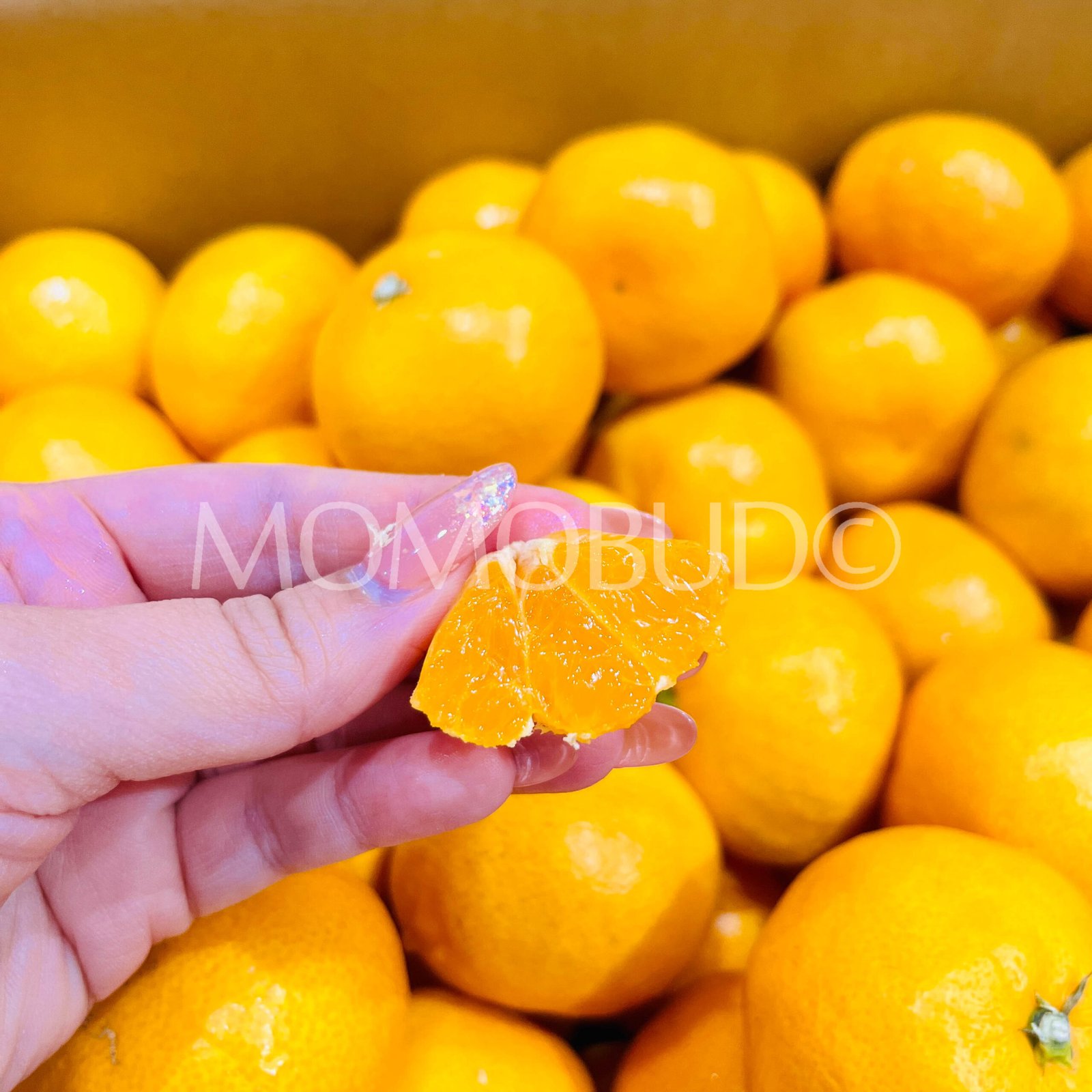 Japanese Tenka Touitsu Mikan (Mandarin Orange) - Image 6