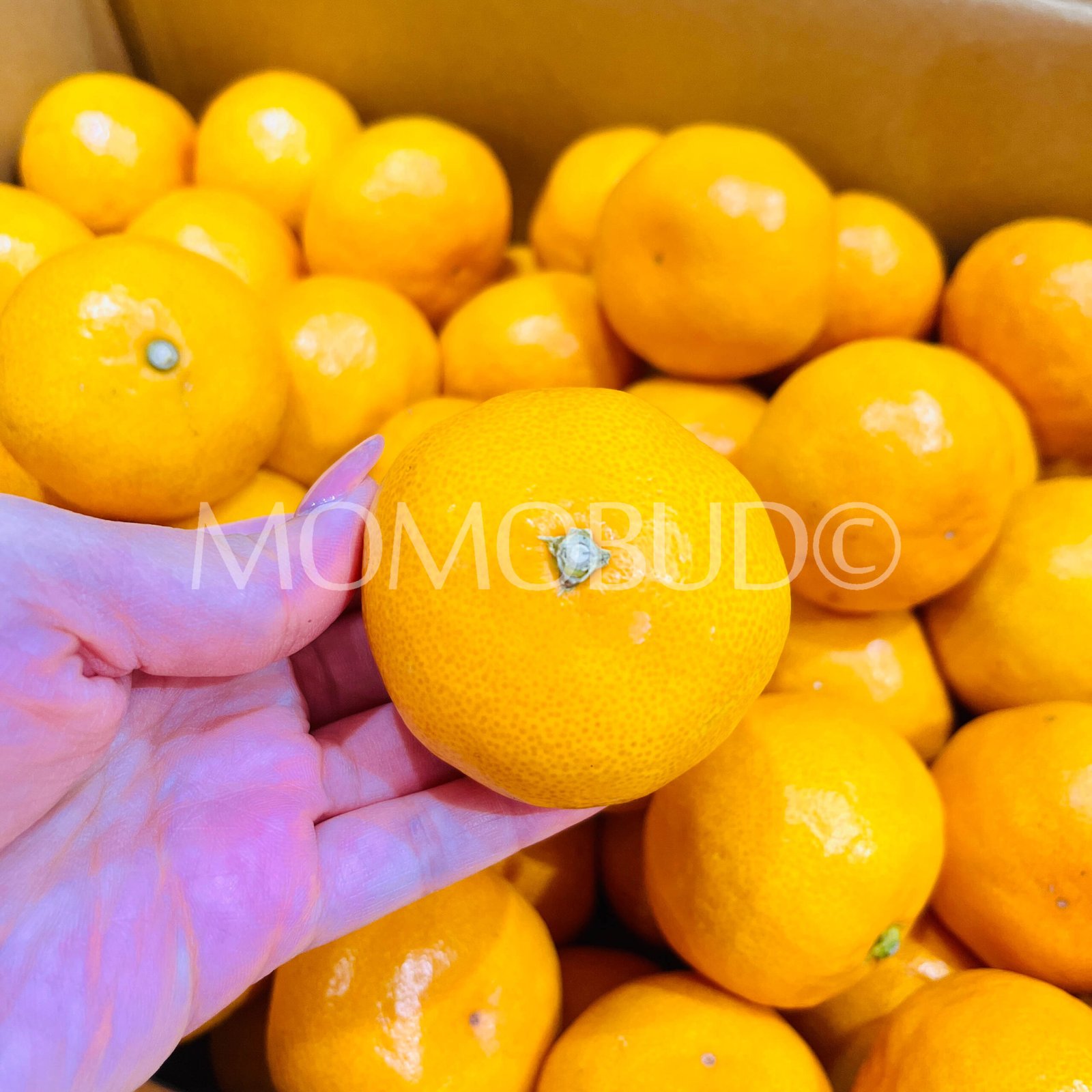 Japanese Tenka Touitsu Mikan (Mandarin Orange) - Image 3