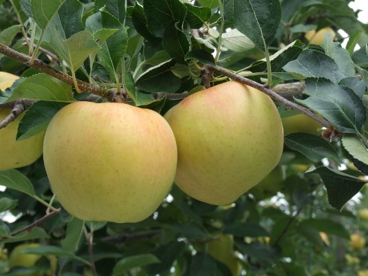 Japanese Toki Apple (Medium, 3pcs) - Image 4