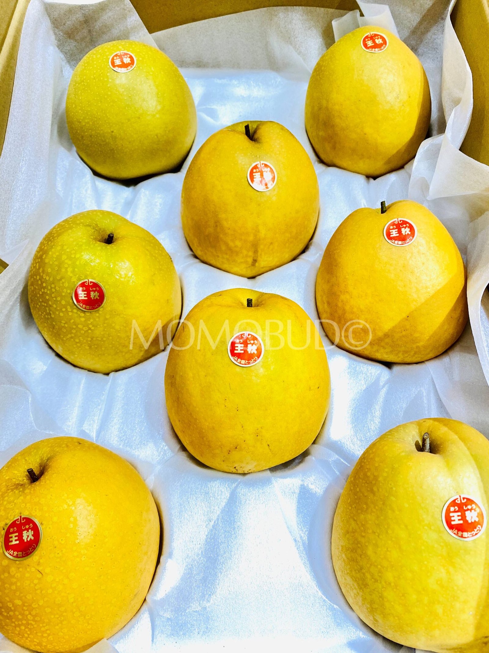 Japanese Oushuu Pear (Large) - Image 9