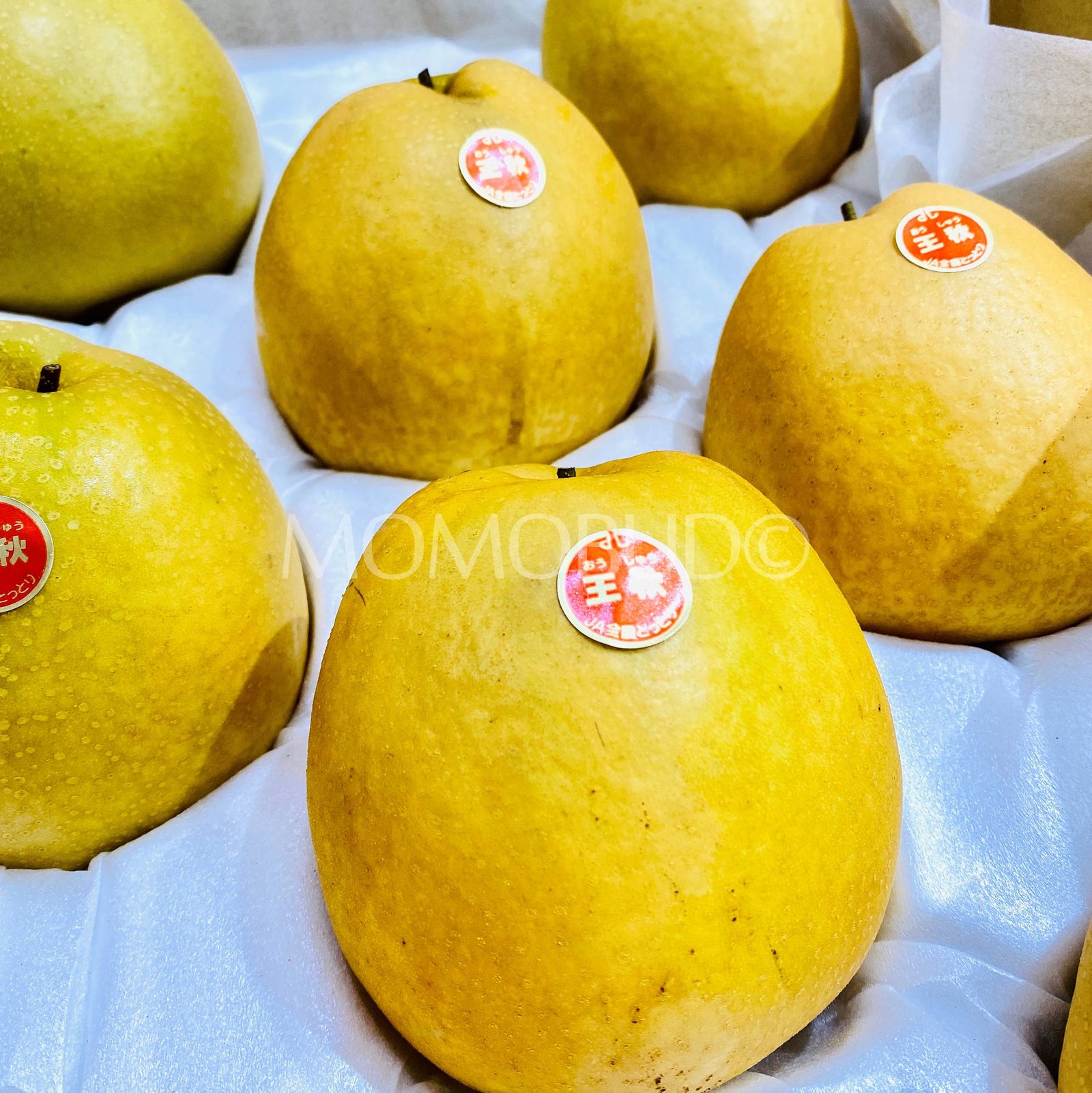Japanese Oushuu Pear (Large) - Image 8