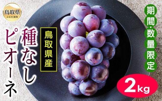 Japanese Tottori Pione Seedless Grapes - Image 4