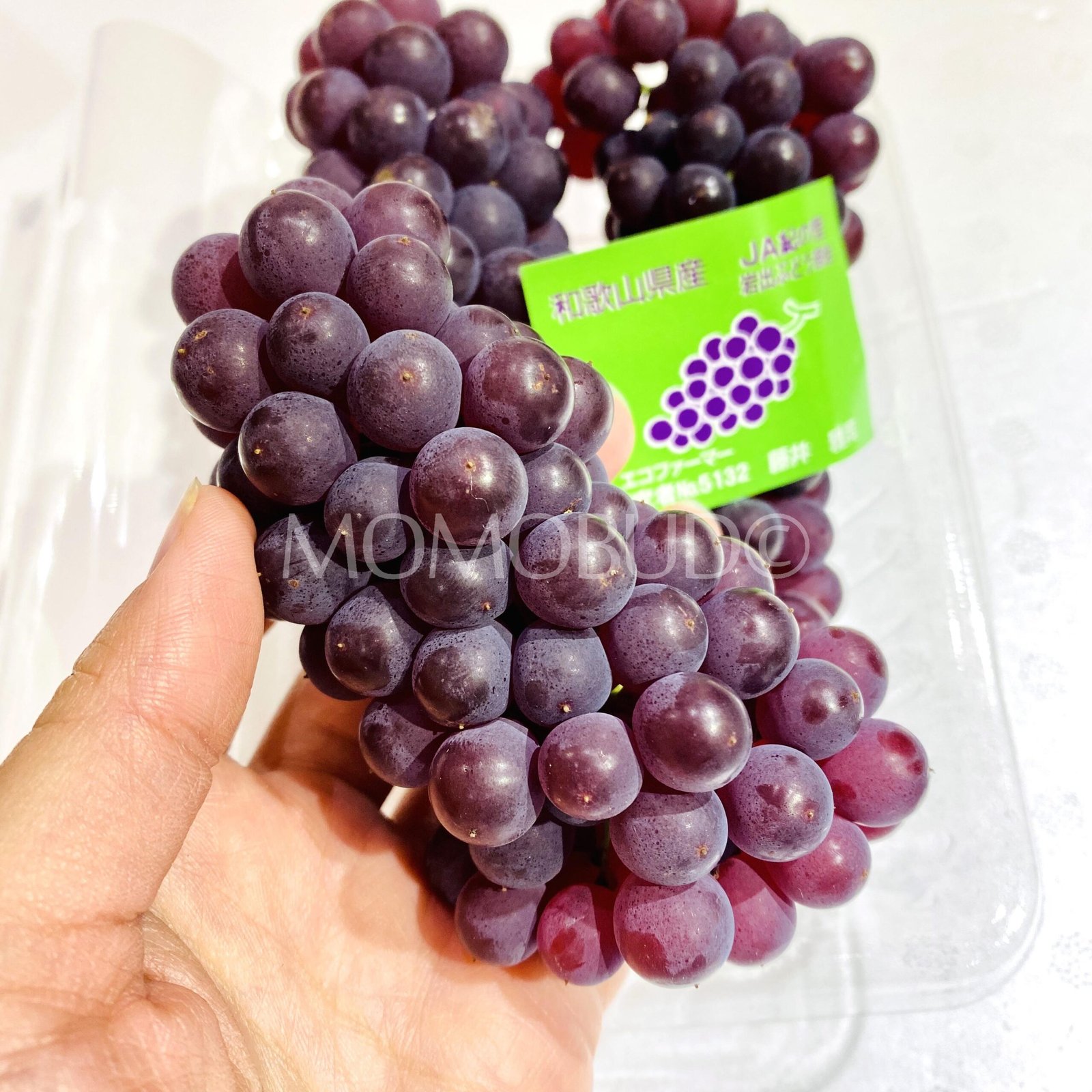 Japanese Yamagata Delaware (Champagne) Grapes Pack (350g, 3 bunches) - Image 2