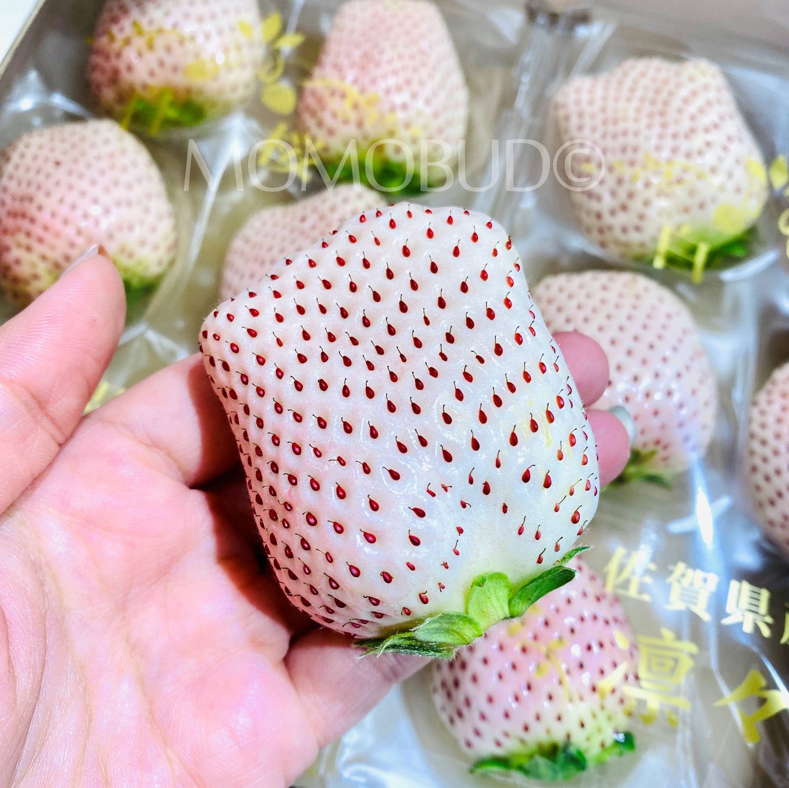 Japanese White Sakura Ichigo (Strawberry) - Image 3