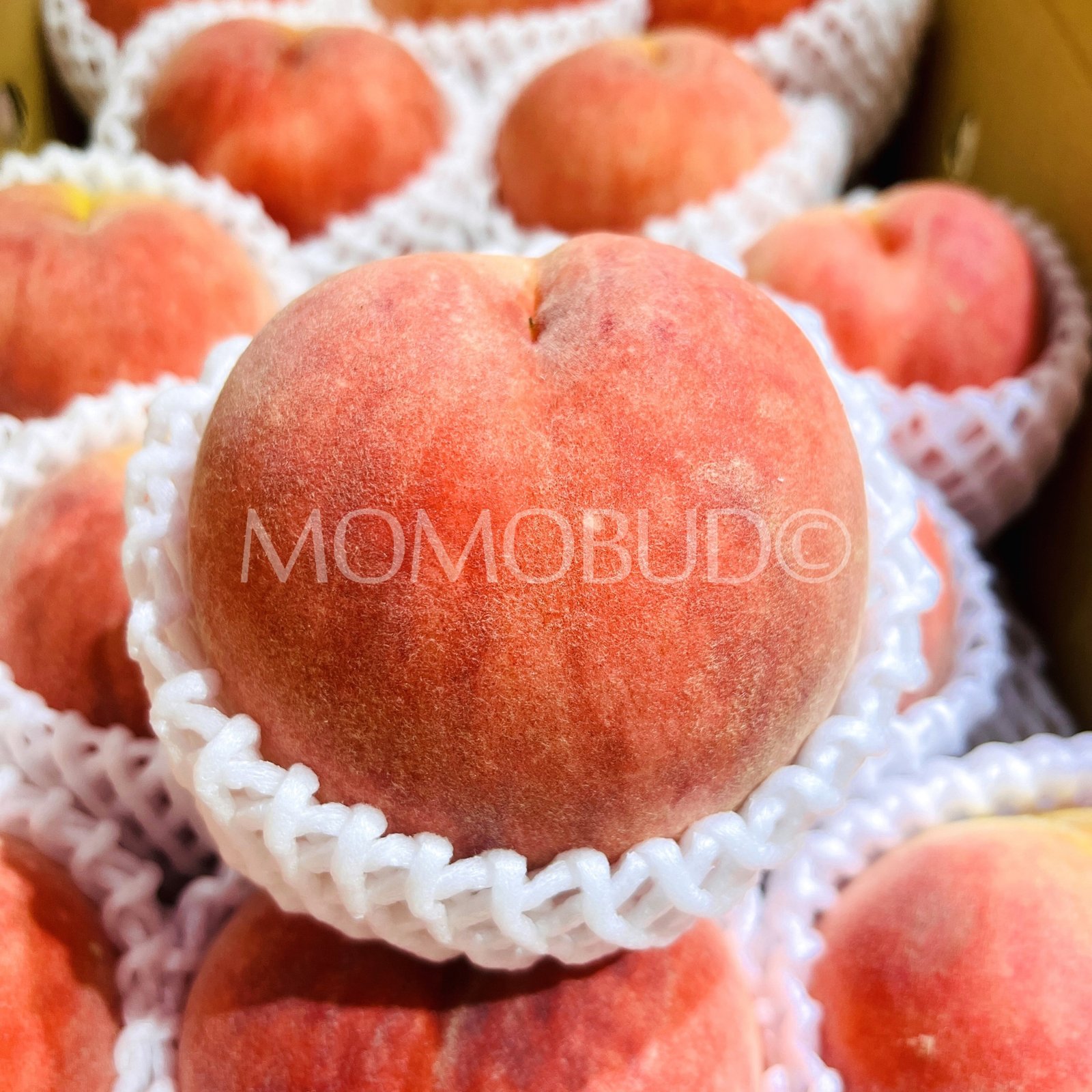 Japanese Date Hakutou White Peach (X-Large) - Image 4