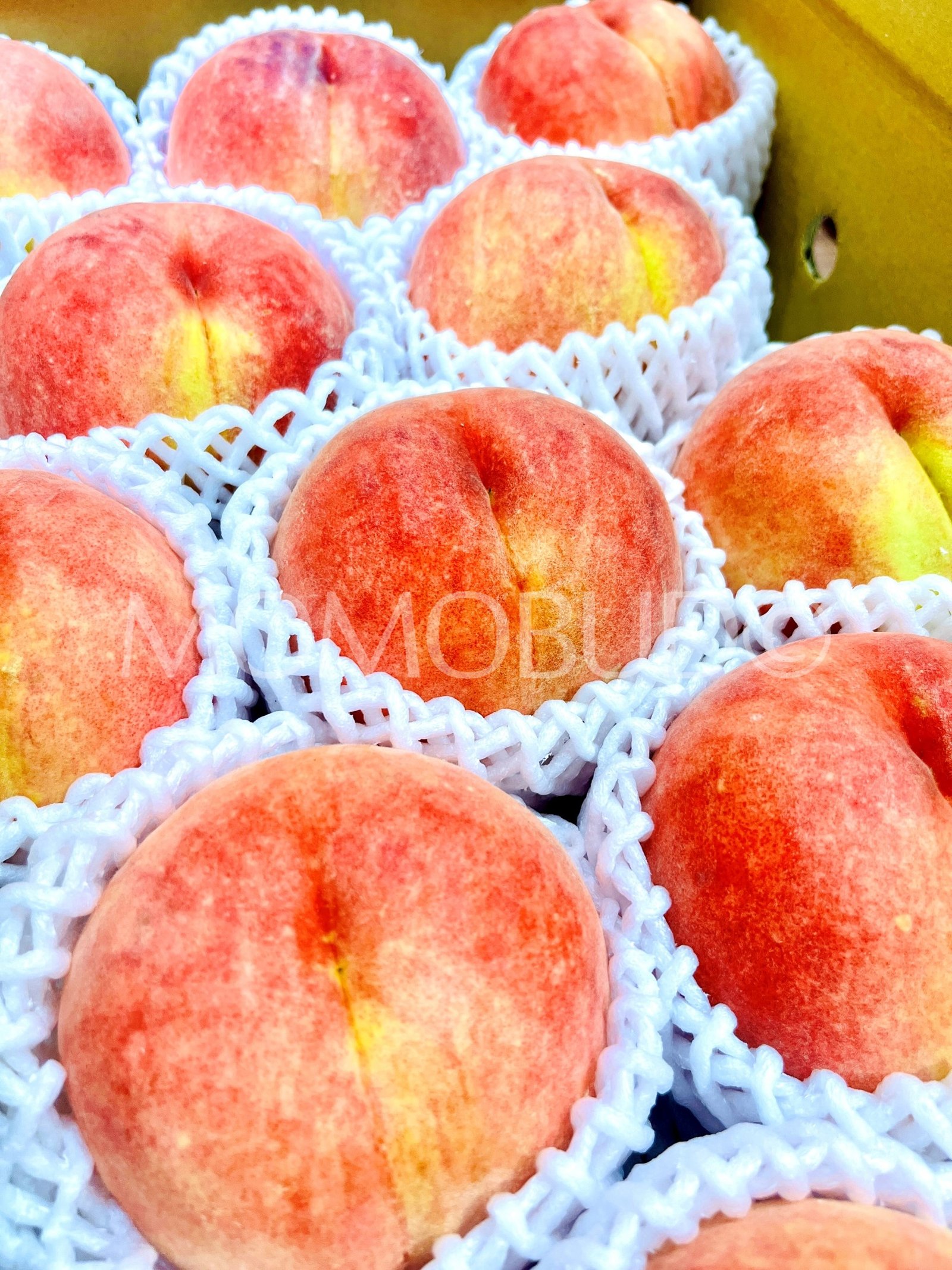 Japanese Date Hakutou White Peach (X-Large) - Image 3