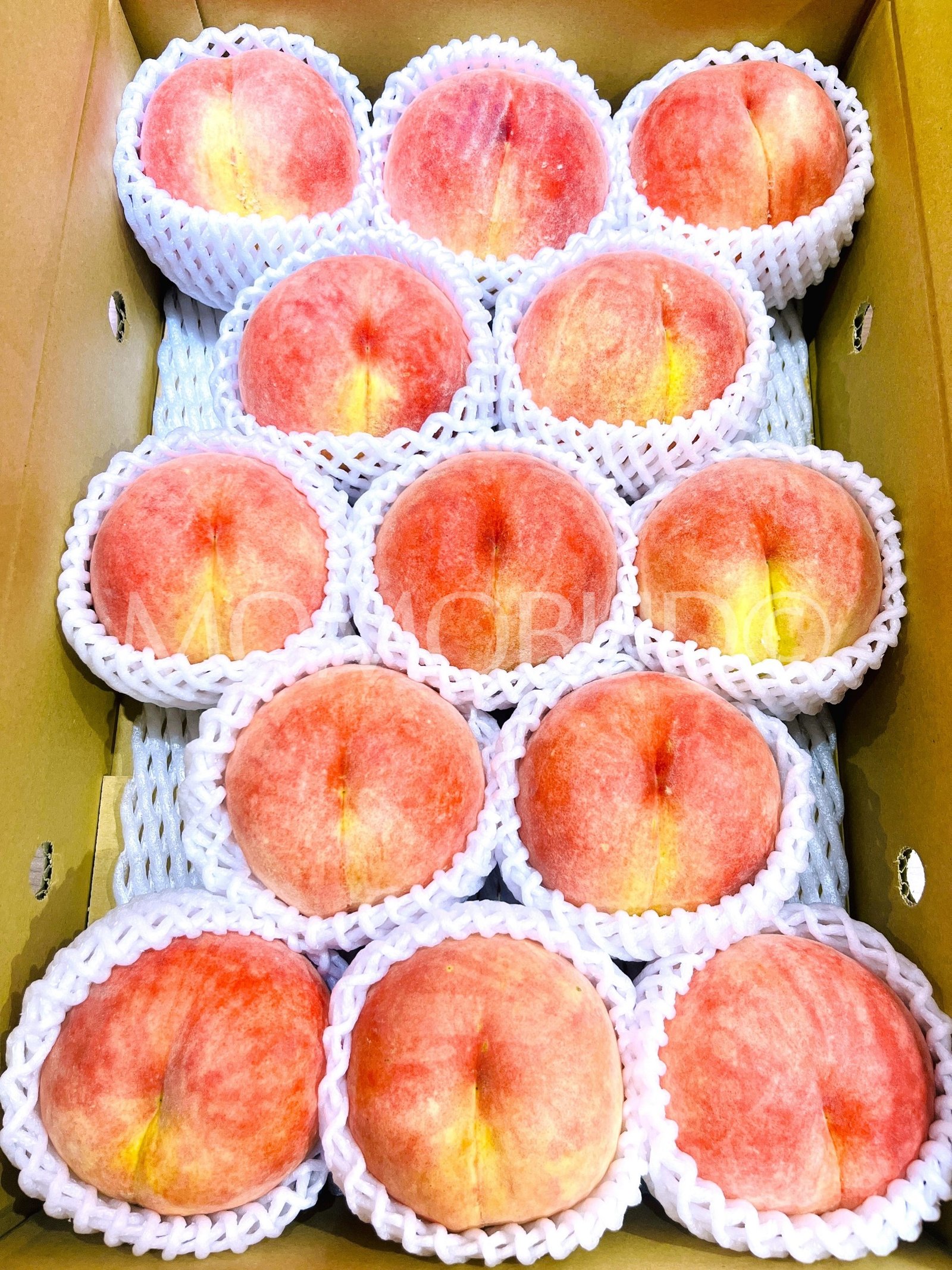 Japanese Date Hakutou White Peach (X-Large) - Image 2